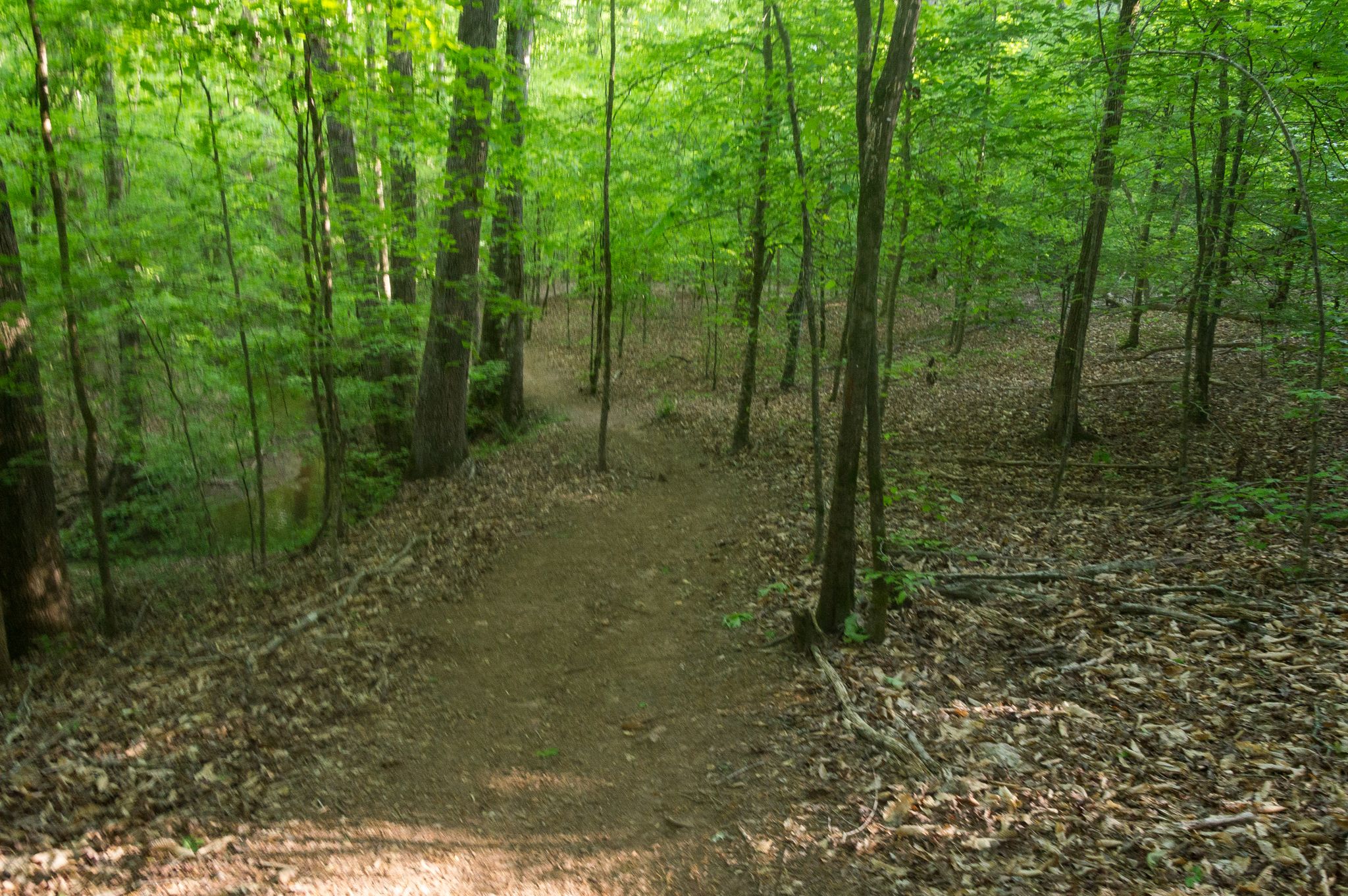 A dirt path winds through a sun-dappled, leafy green forest. - Clemson Experimental Forest loop