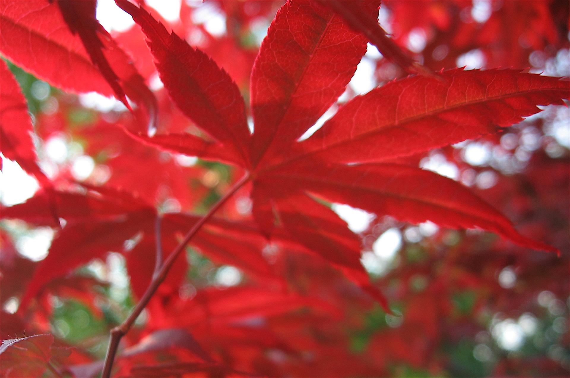 Close-up of vibrant red maple leaves with soft, blurred background.