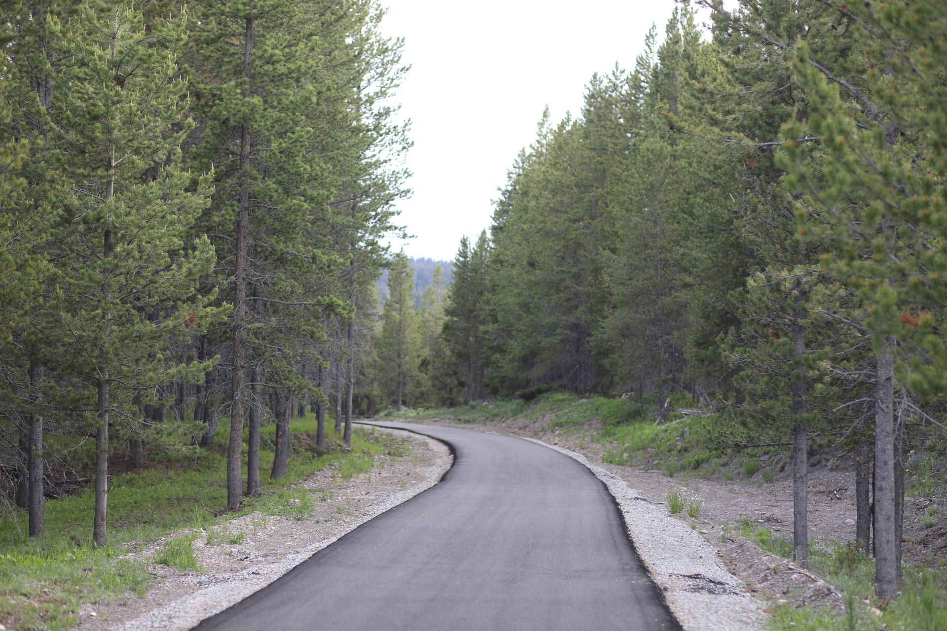 Paved path winding through a dense pine forest under bright daylight.