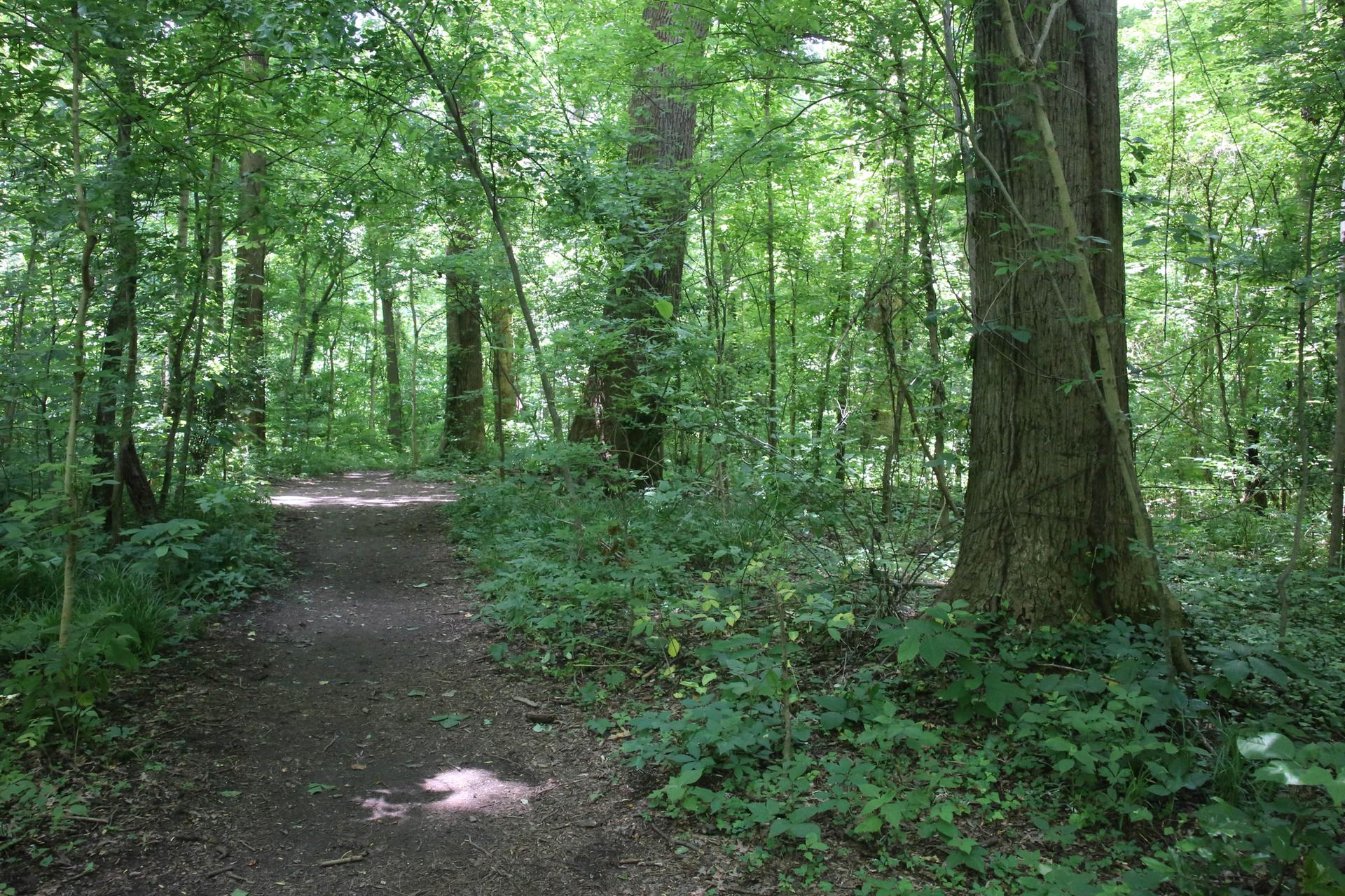 A winding dirt path through a lush green forest with dappled sunlight.
