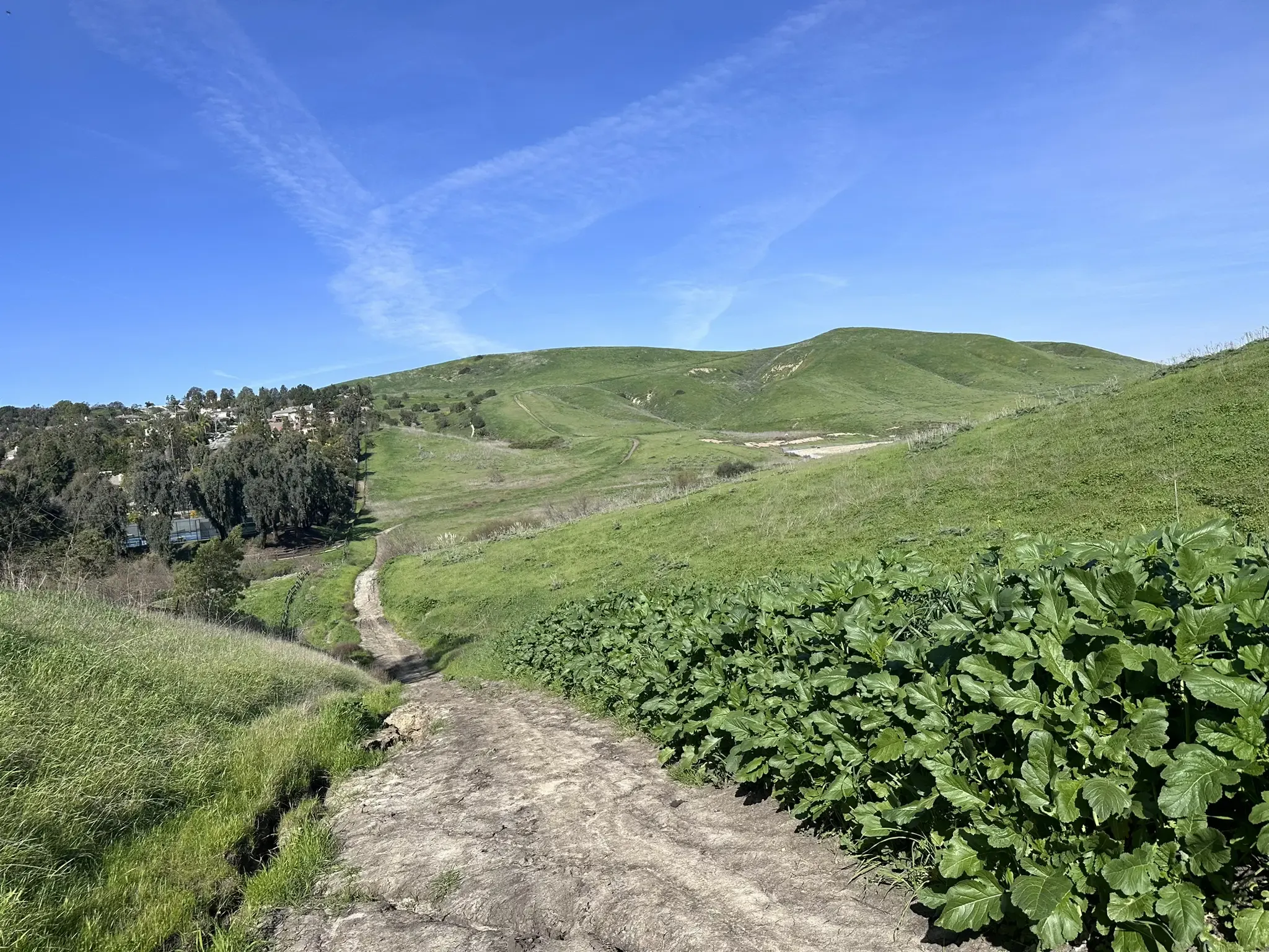 A dirt path descends through vibrant green hills under a bright blue sky. - Shasta Sendero loop