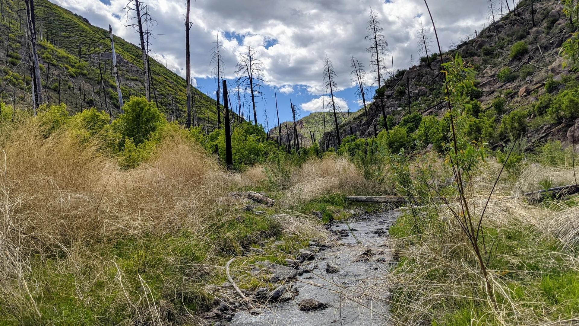 Stream flowing through a valley with charred trees and green hillsides under cloudy sky.