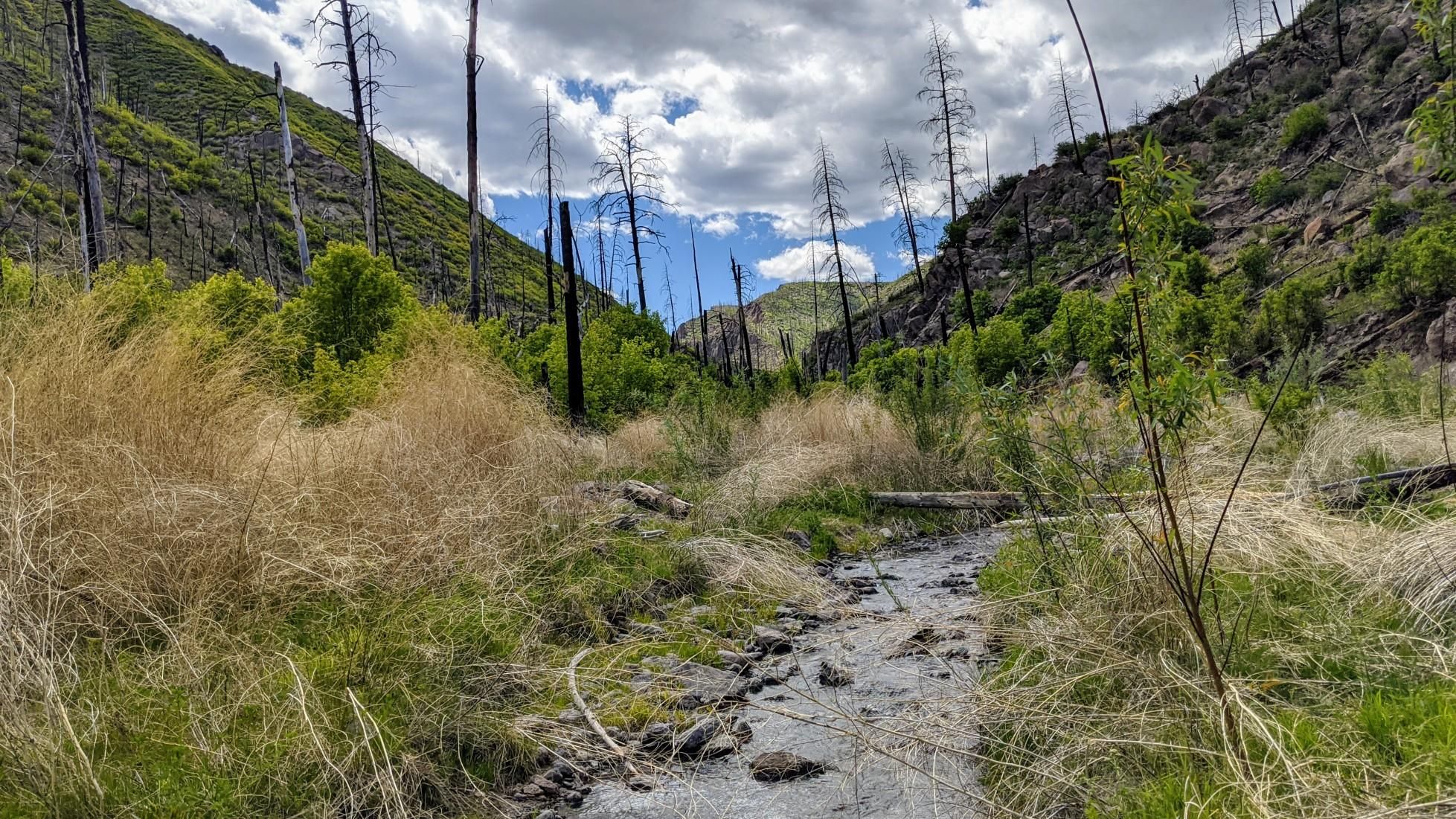 Stream flowing through a valley with charred trees and green hillsides under cloudy sky. - Ponderosa Trail