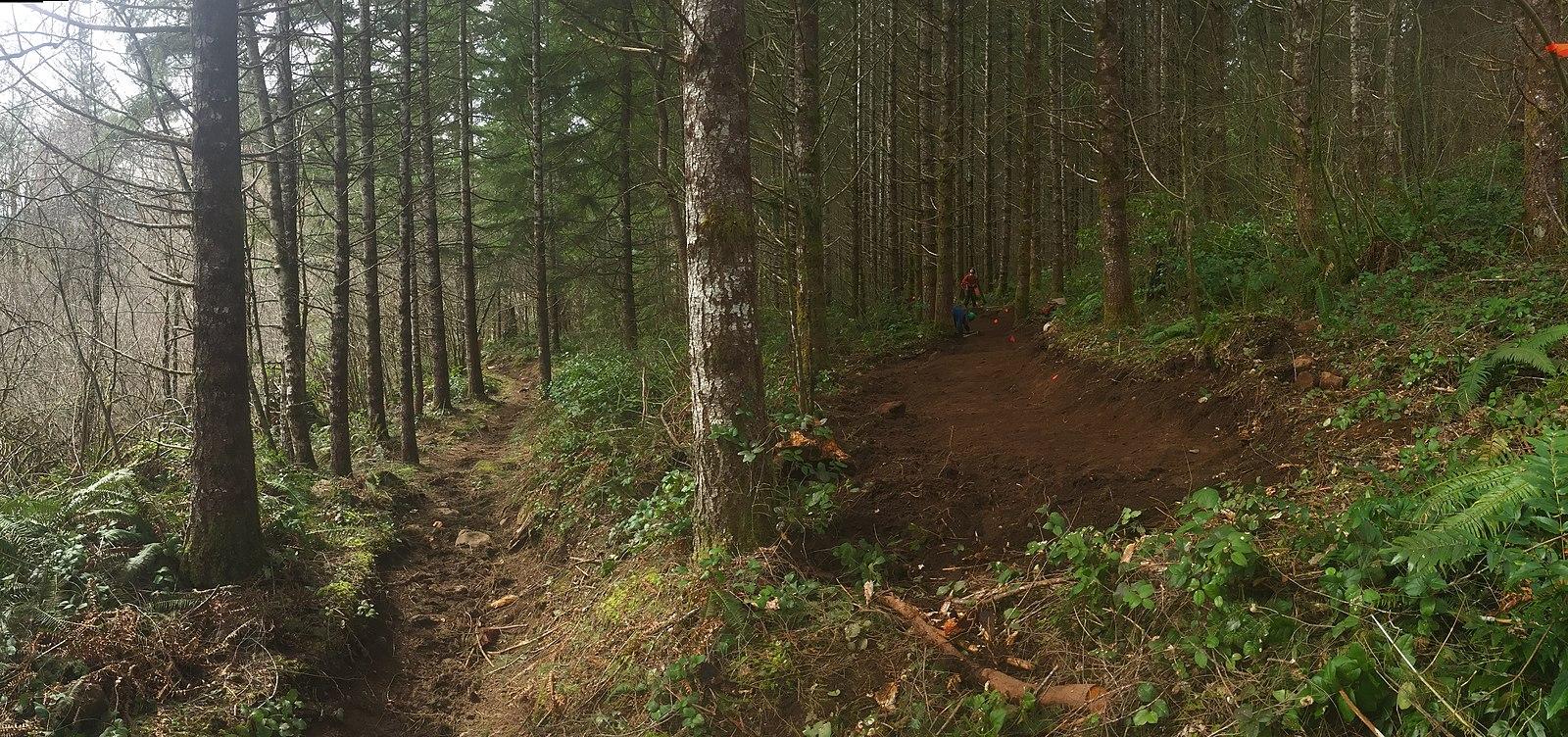 A winding dirt trail through a dense, green forest with a dirt mound.