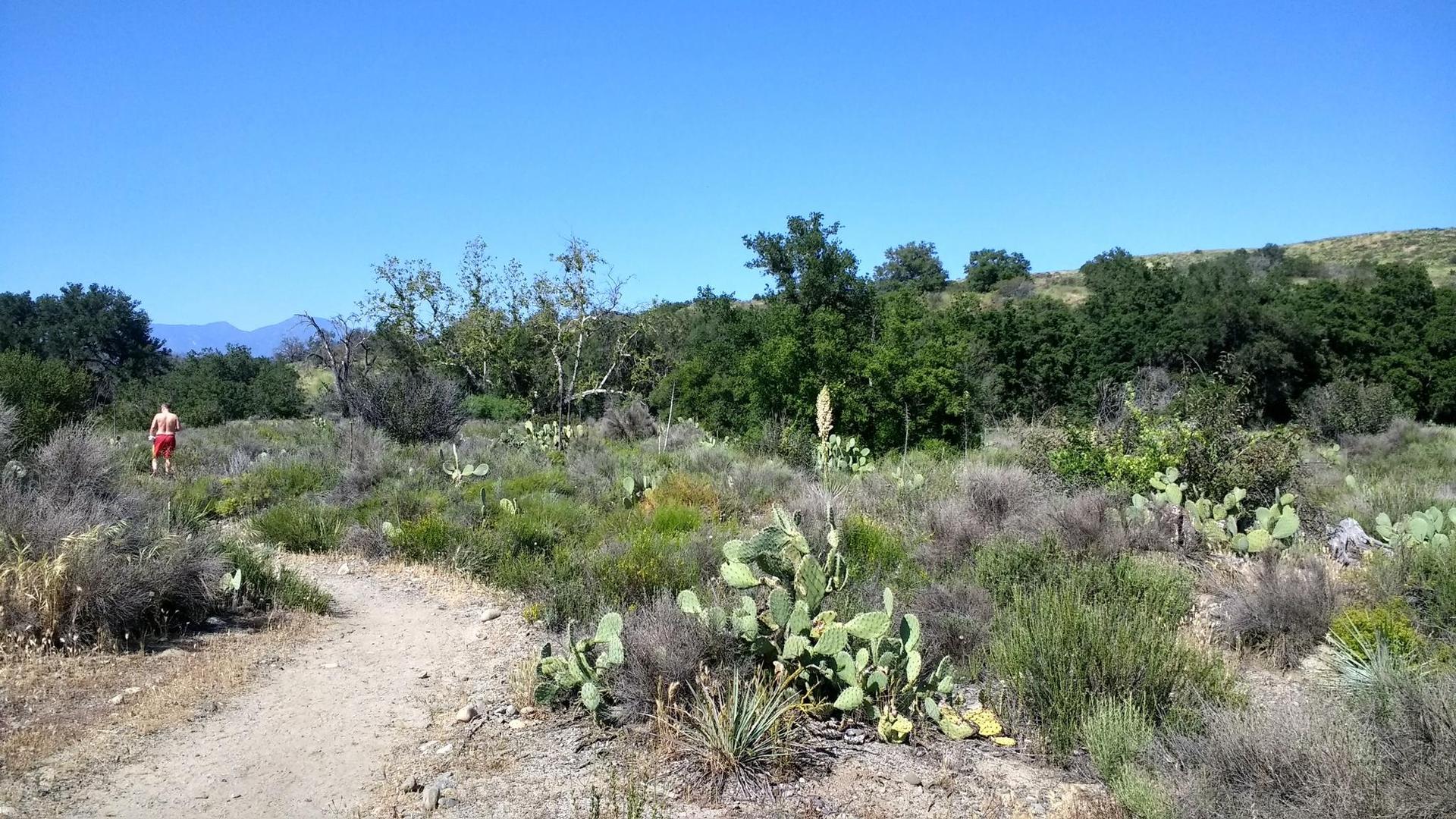Person walks on a sunny dirt path through arid landscape with cacti.