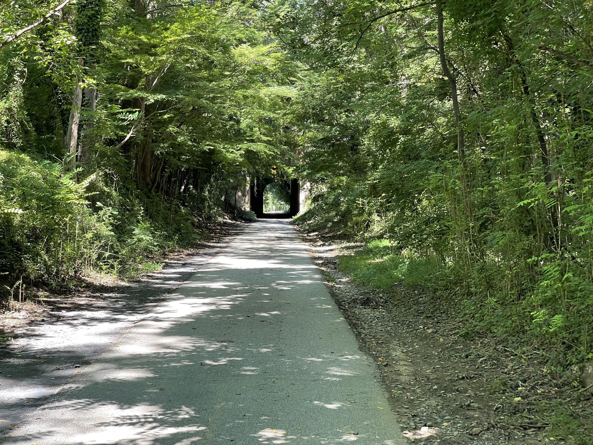 Paved path through a dense green tree tunnel with dappled sunlight. - Capital Crescent Trail loop from Brookmont