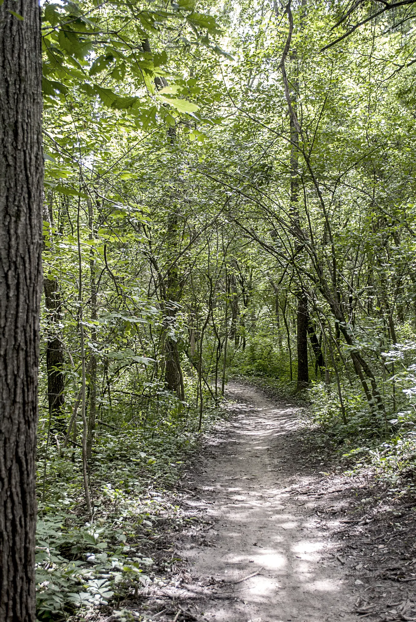 A shaded dirt path winds through a dense, green forest with dappled sunlight.
