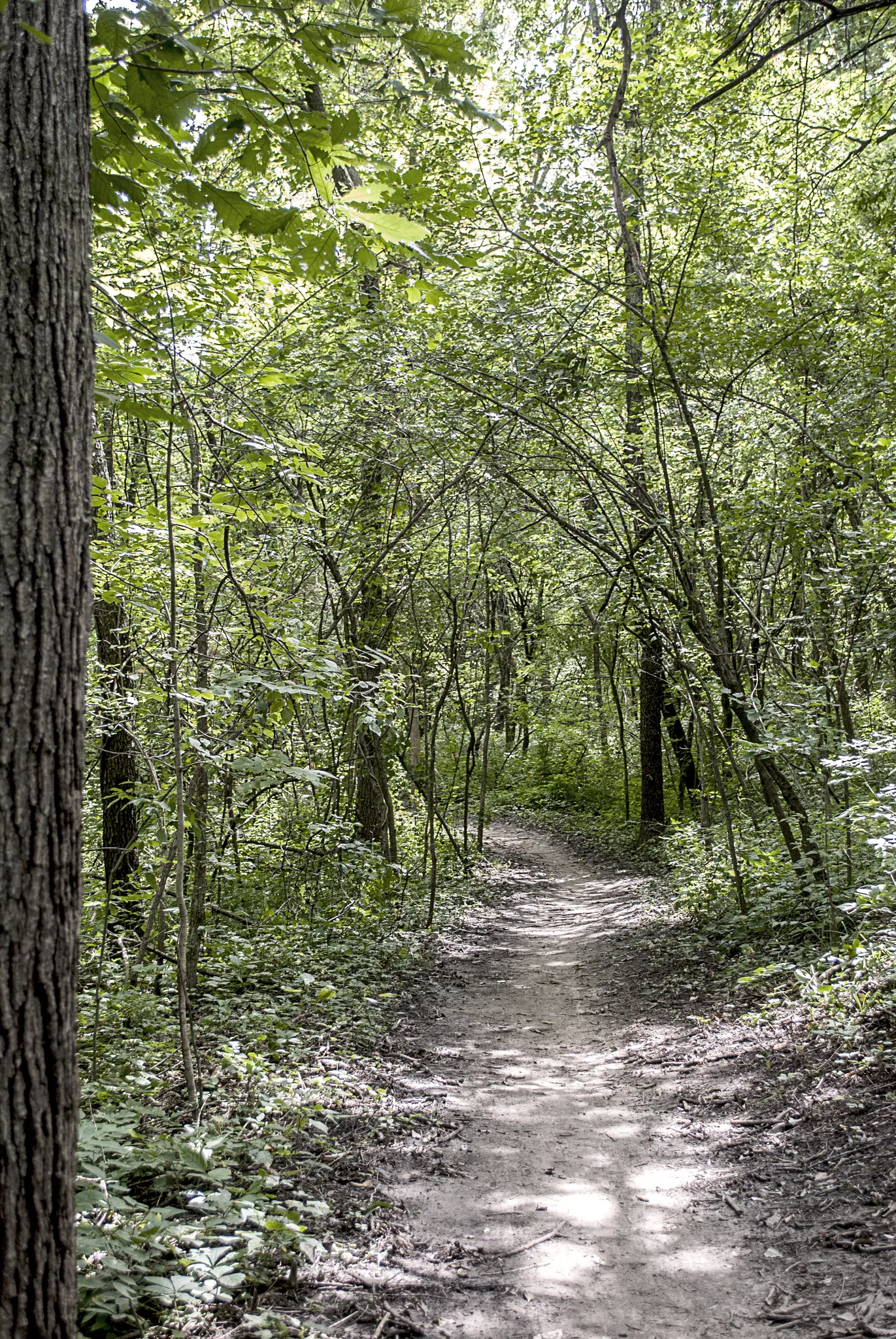 A shaded dirt path winds through a dense, green forest with dappled sunlight. - Cool Ranch Trail
