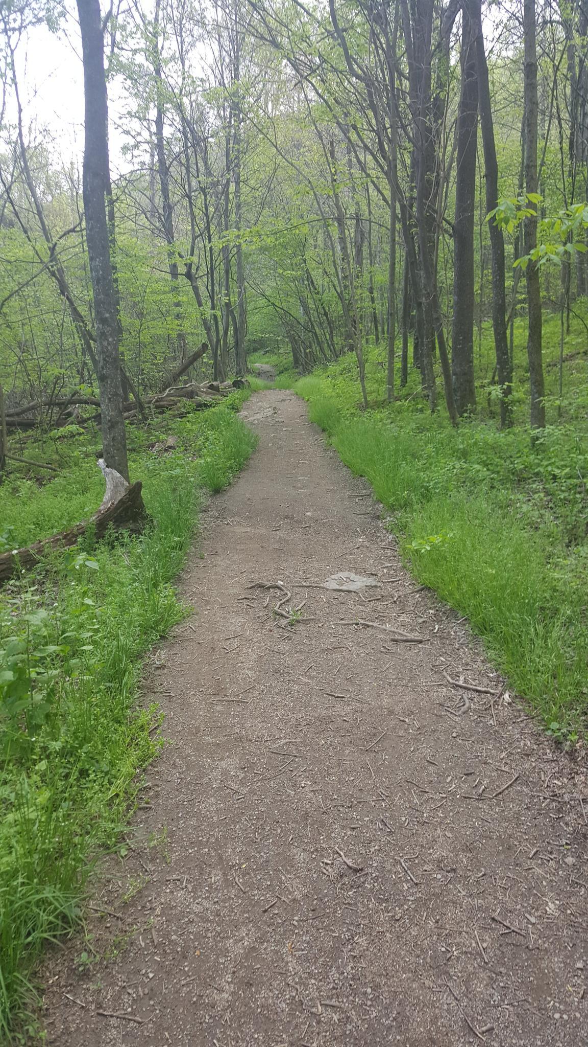 A narrow dirt path winds through a vibrant green, dense forest.
