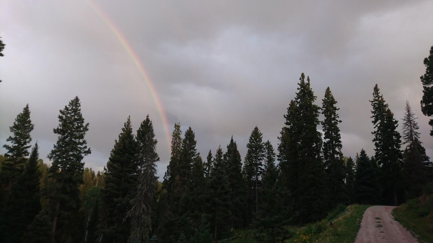Rainbow arches over a dense pine forest under an overcast sky.
