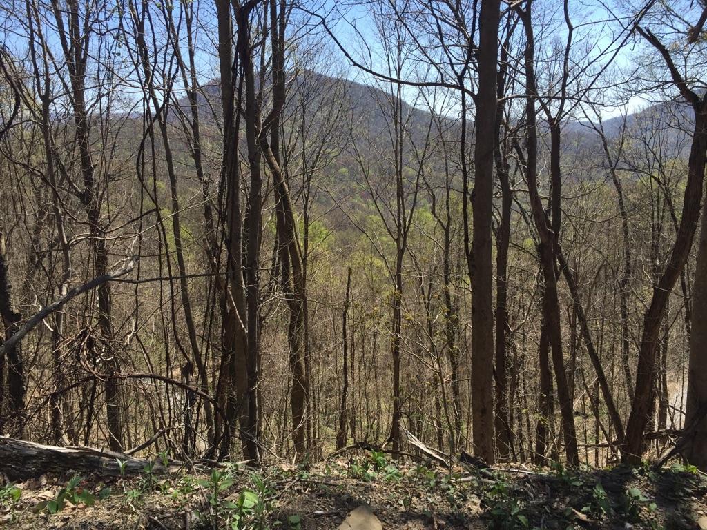 Bare trees in a forest overlook a distant mountain under a clear blue sky.