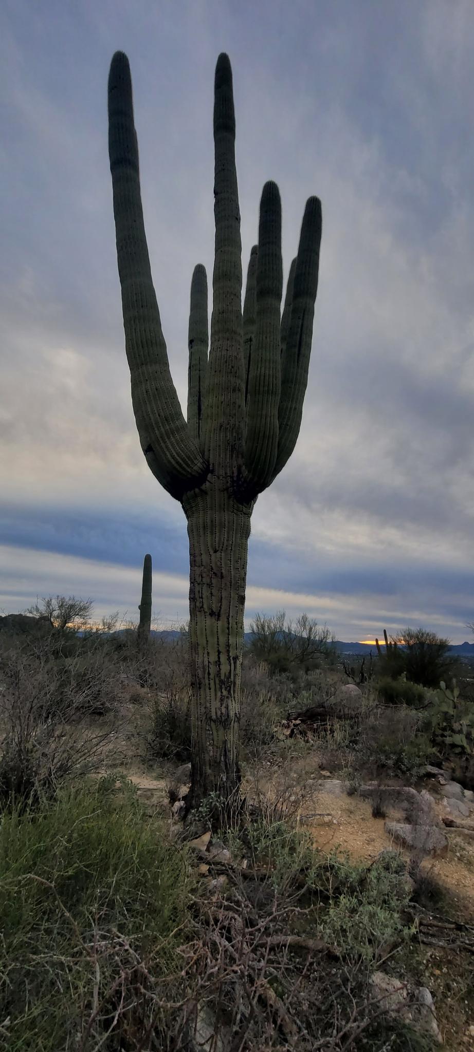 A large saguaro cactus stands tall against a dramatic, cloudy evening sky.