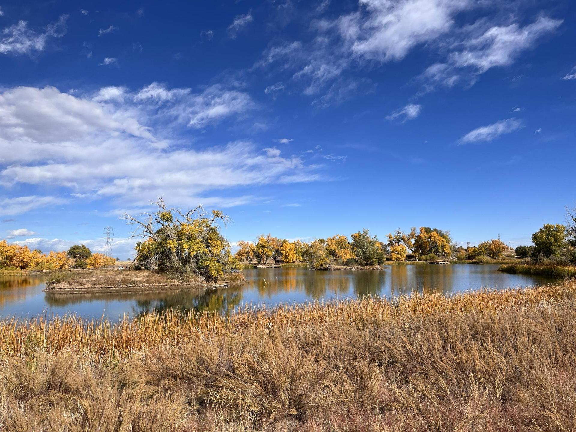 A pond with an island of yellow trees, surrounded by golden grasses.