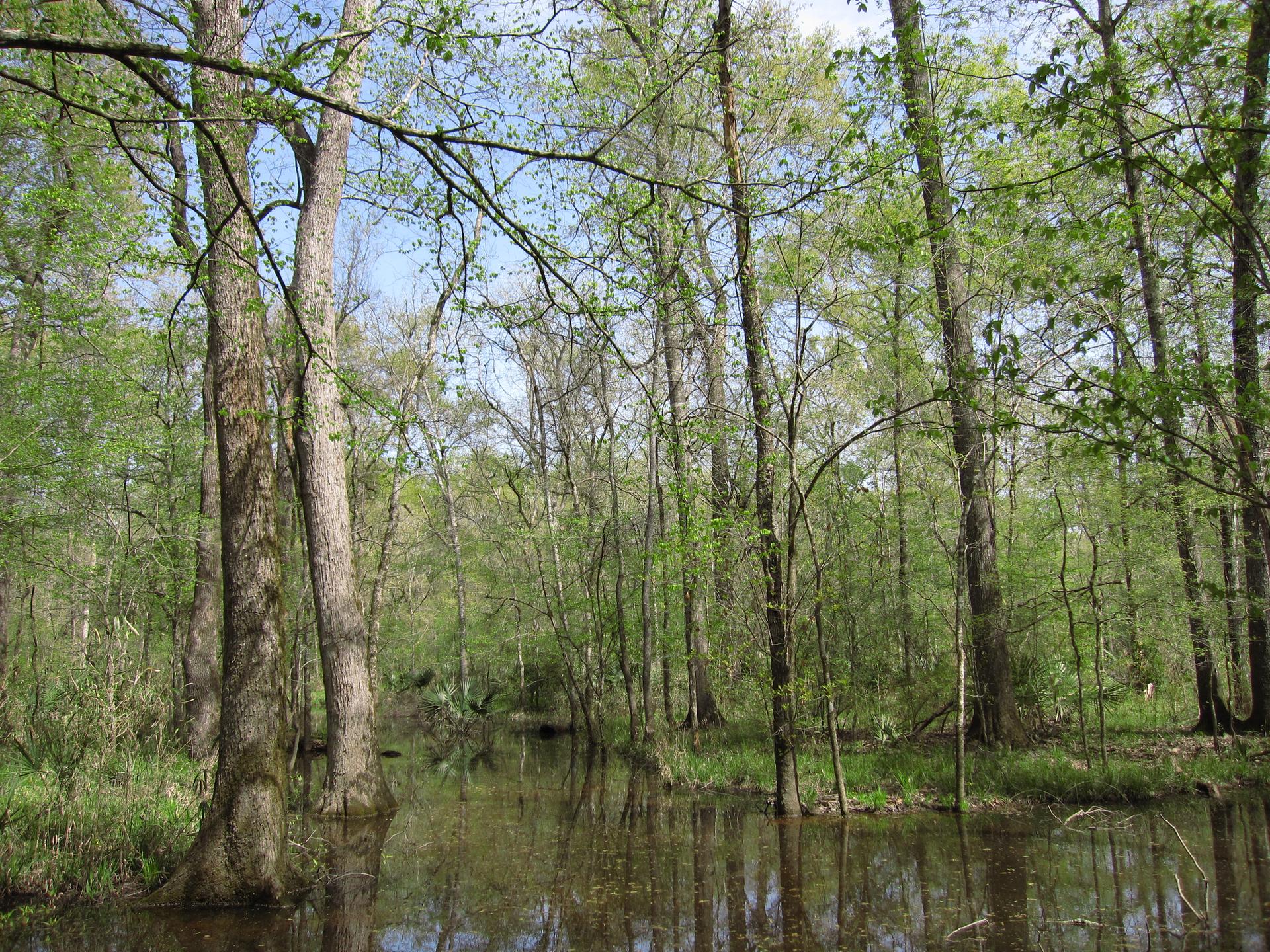 A dense, sunlit forest with trees growing from calm, reflective swamp water.