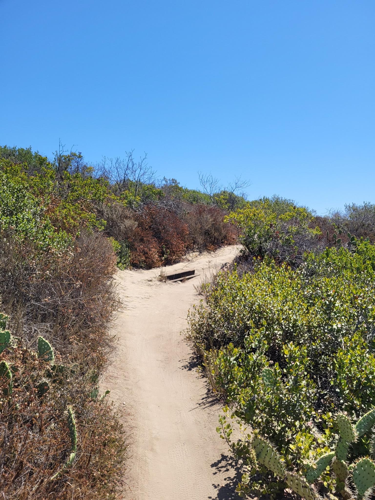 A narrow dirt path through dense green and brown brush under a clear blue sky.