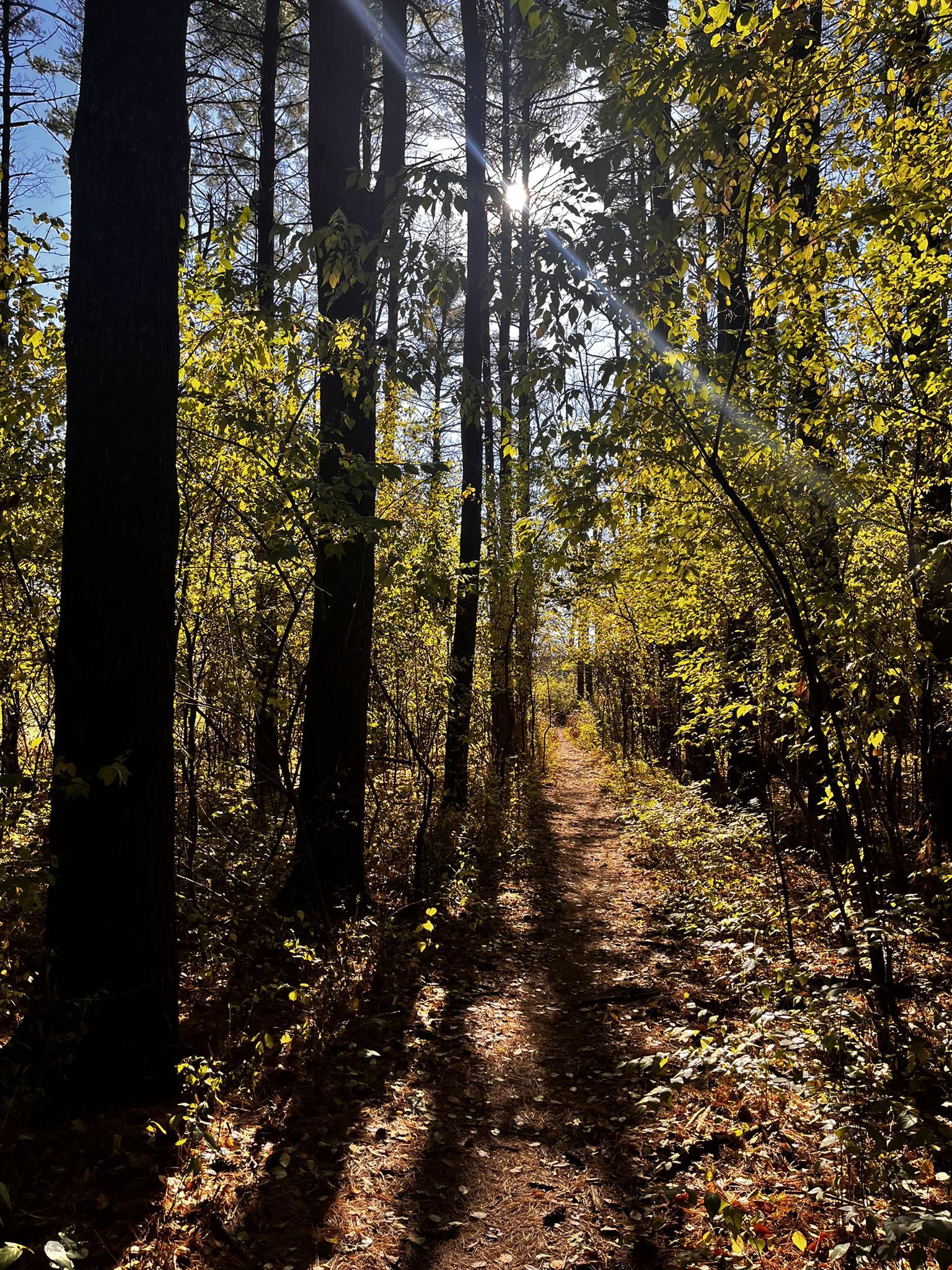 Sunbeams shine through tall trees onto a dappled forest path with green foliage.