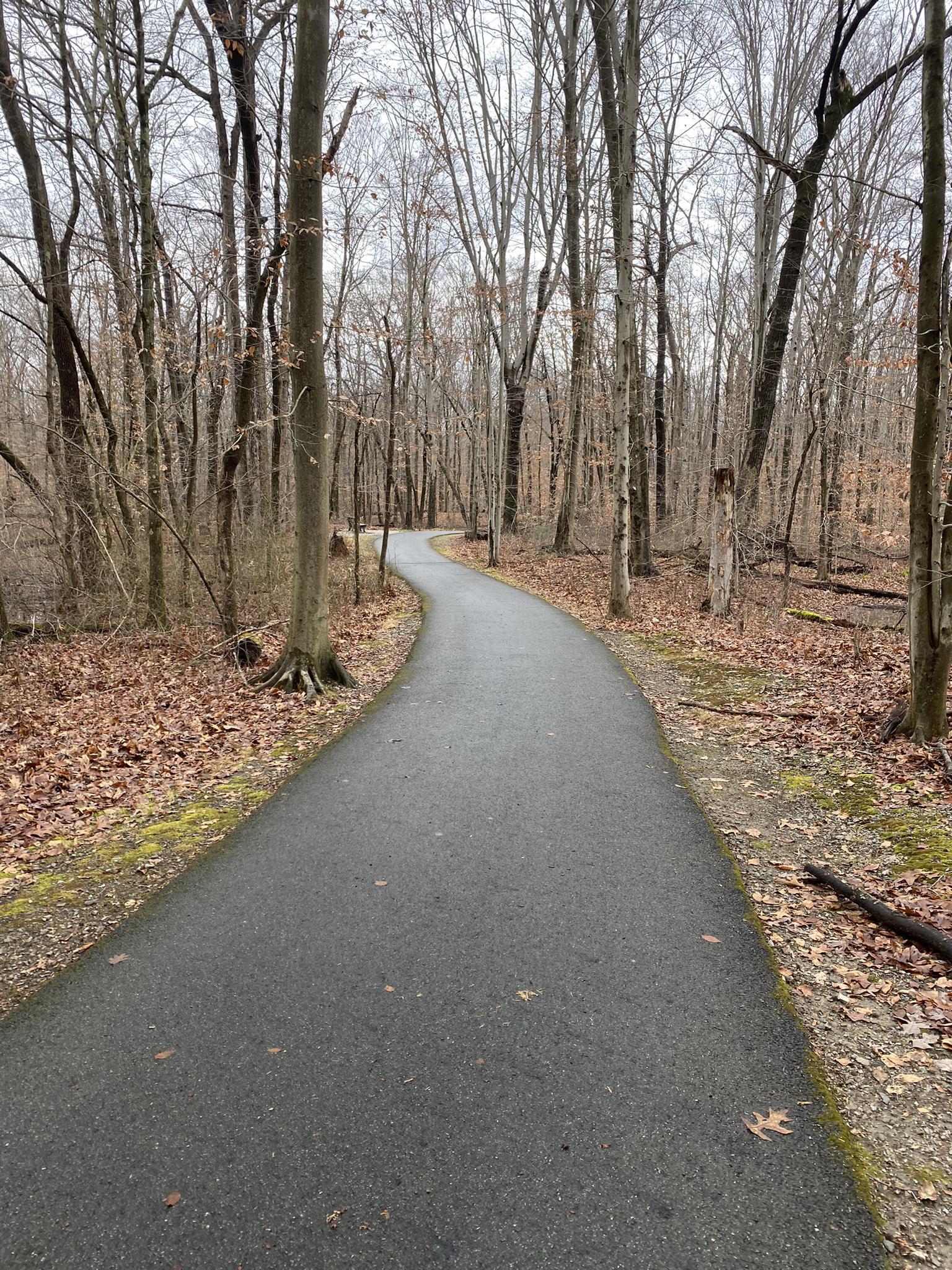 Paved path winding through a bare forest with fallen leaves under an overcast sky.