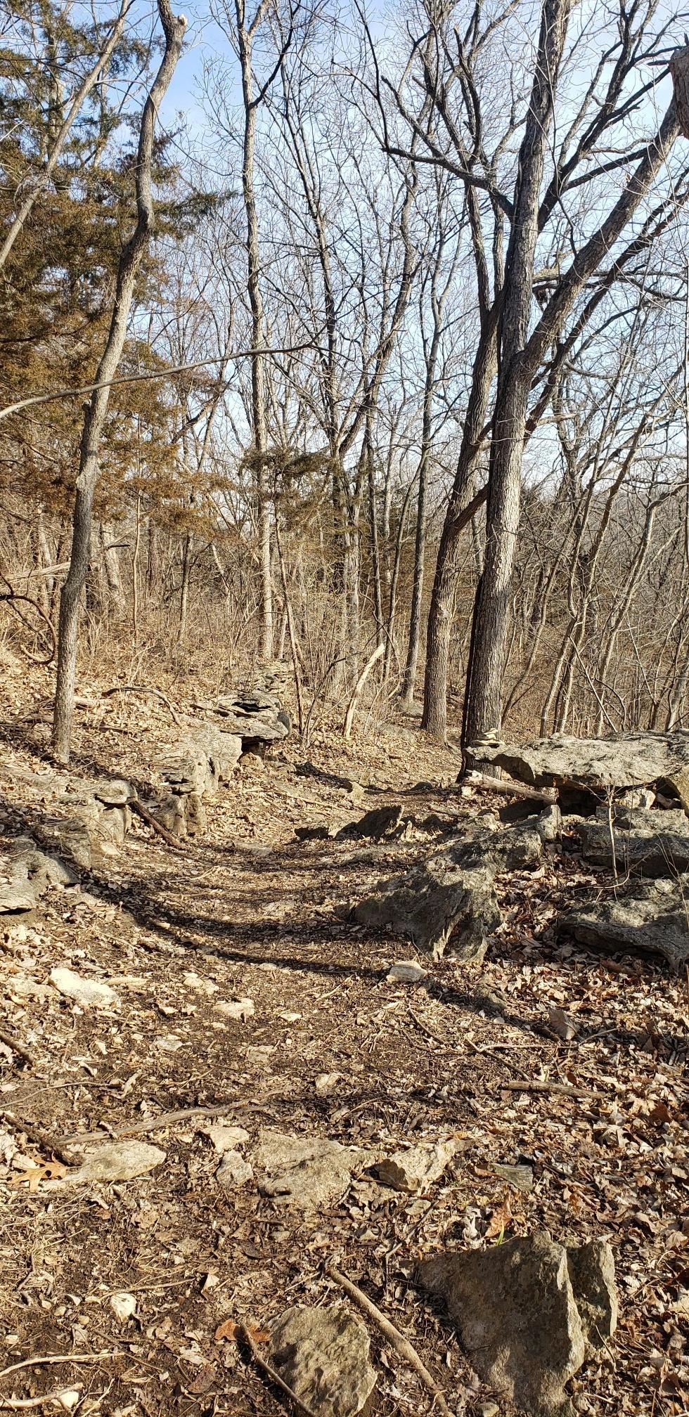A sunlit, rocky dirt path winds through a forest of bare trees.