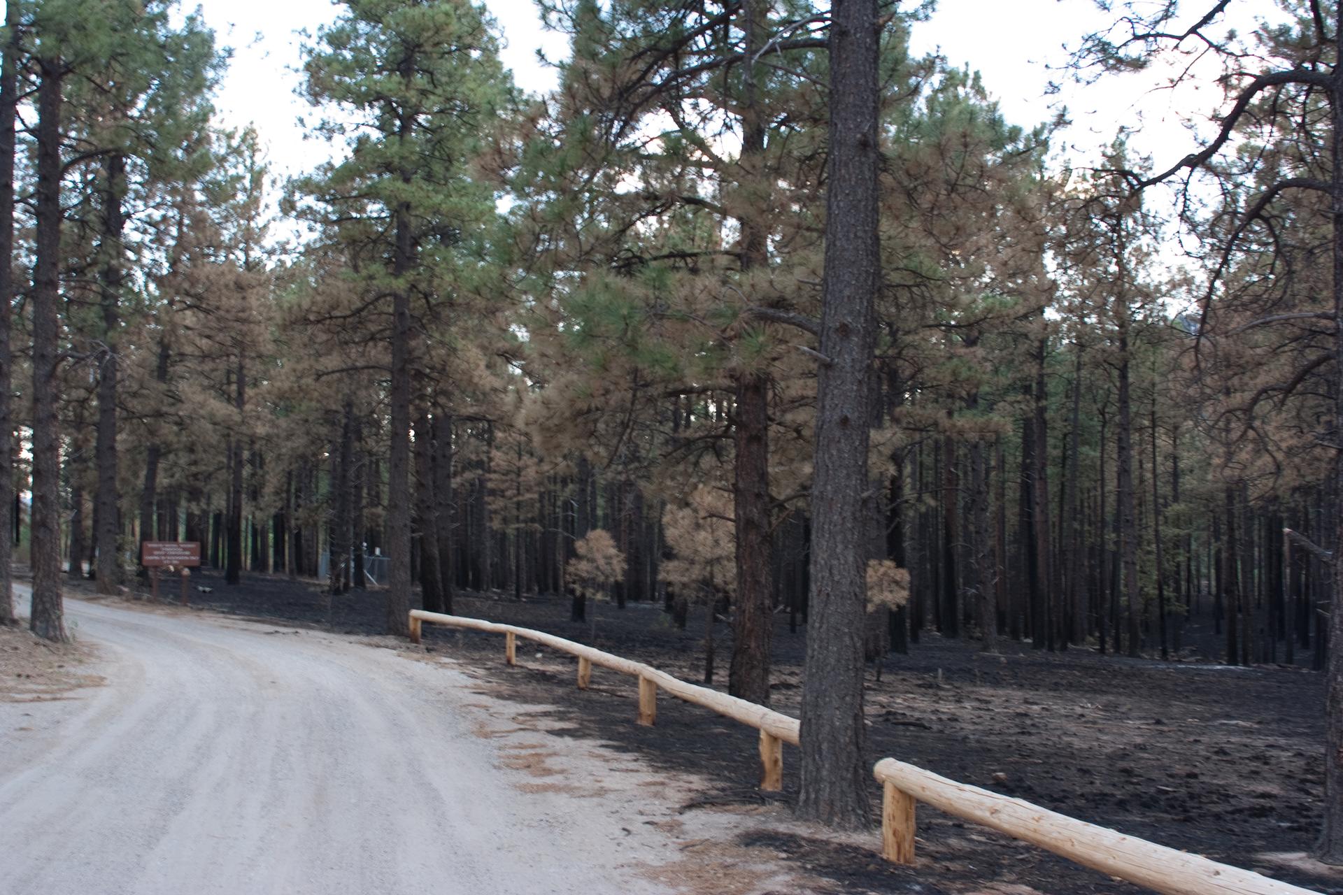 Dirt road beside a forest with fire-damaged trees under an overcast sky.