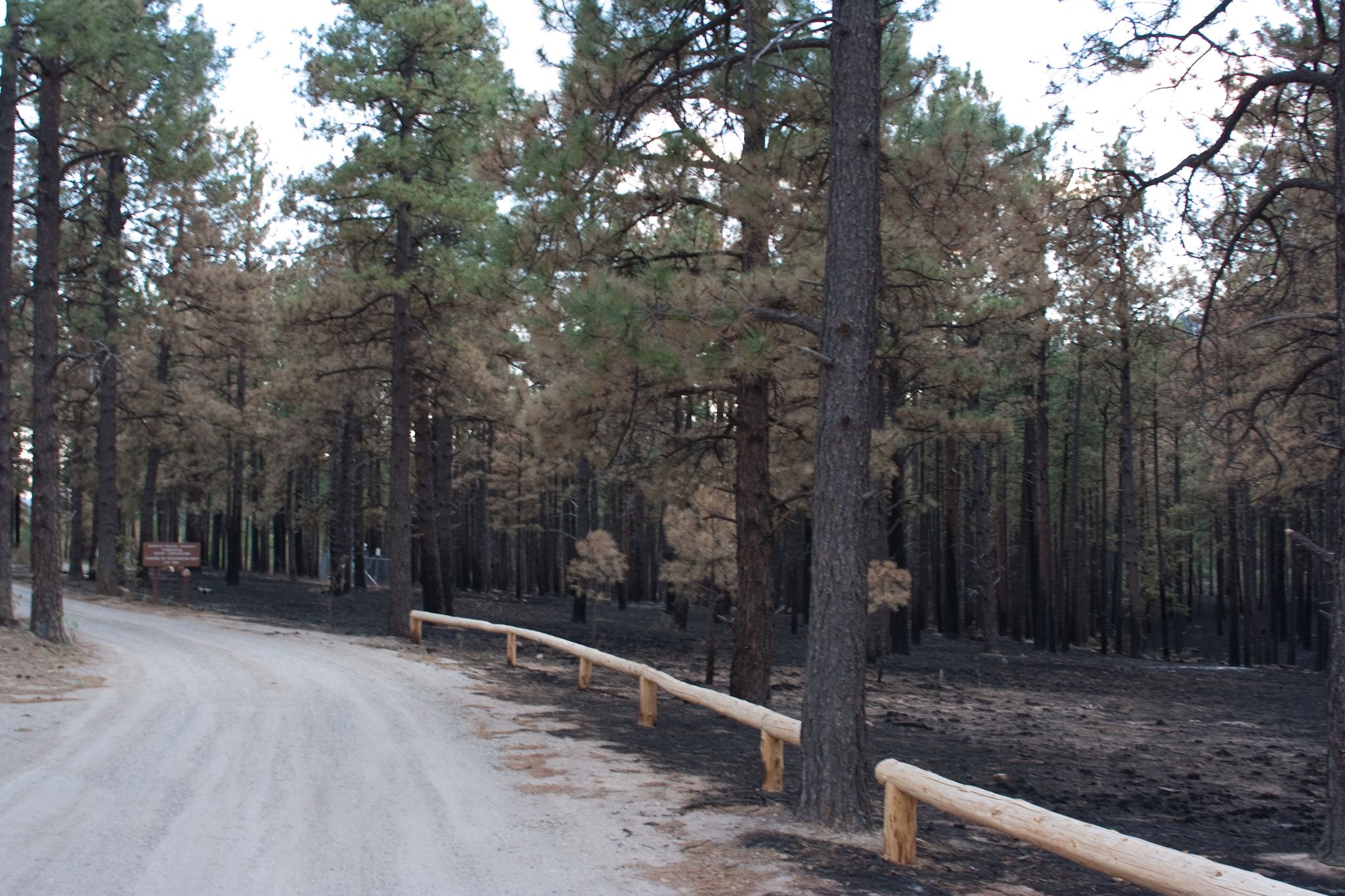 Dirt road beside a forest with fire-damaged trees under an overcast sky. - Ponderosa Trail