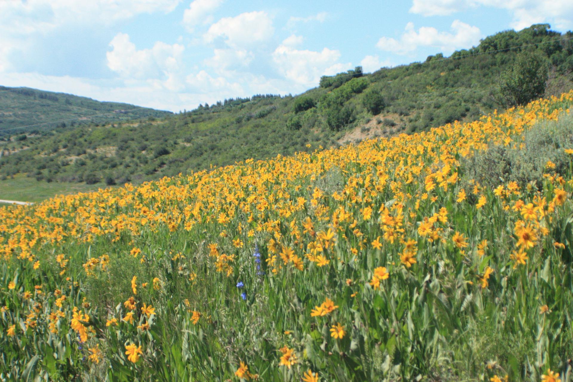 Sunny hillside covered in vibrant yellow wildflowers with green forested mountains in background.