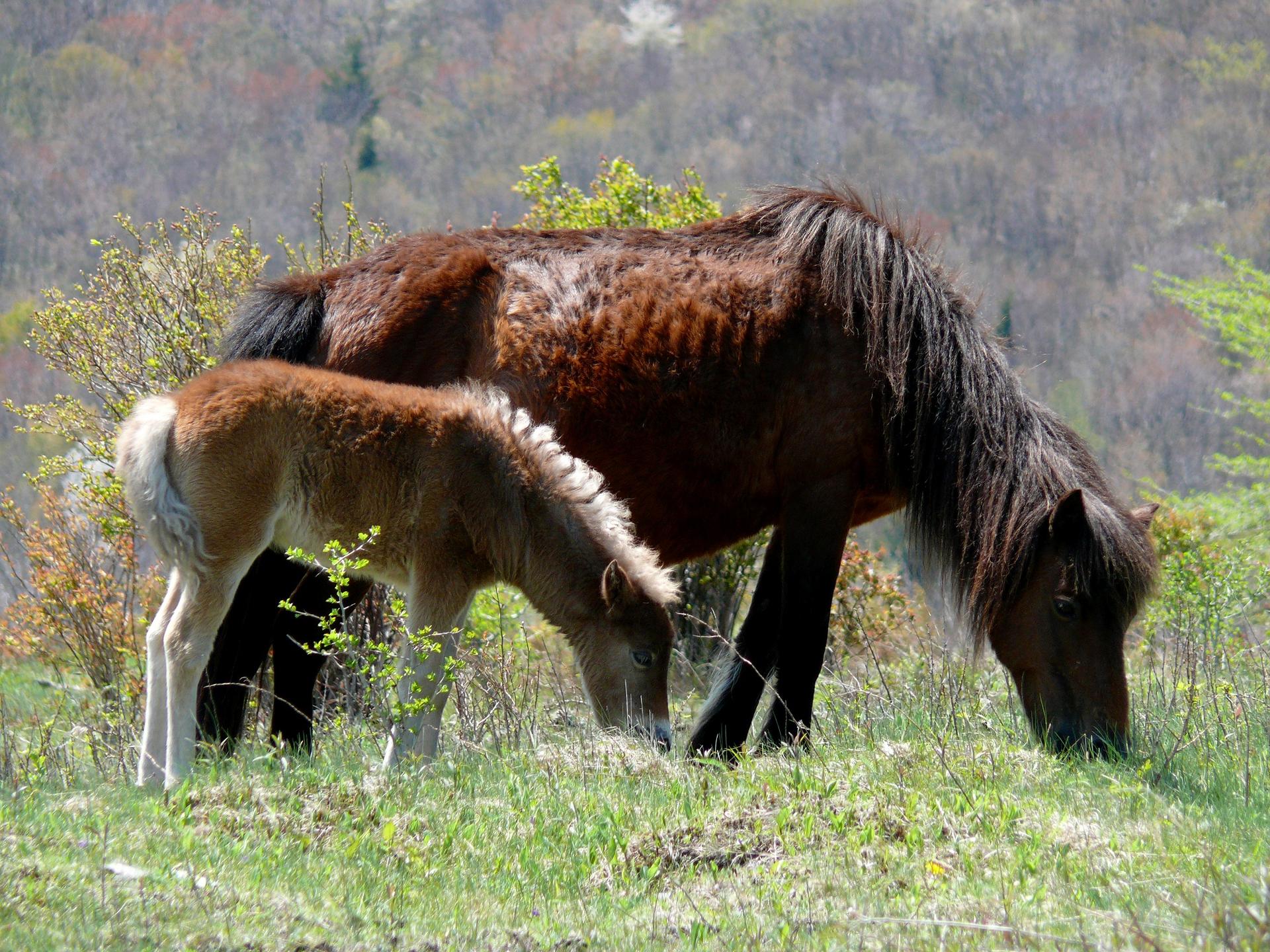 Brown horse and foal grazing on a sunny, green hillside.