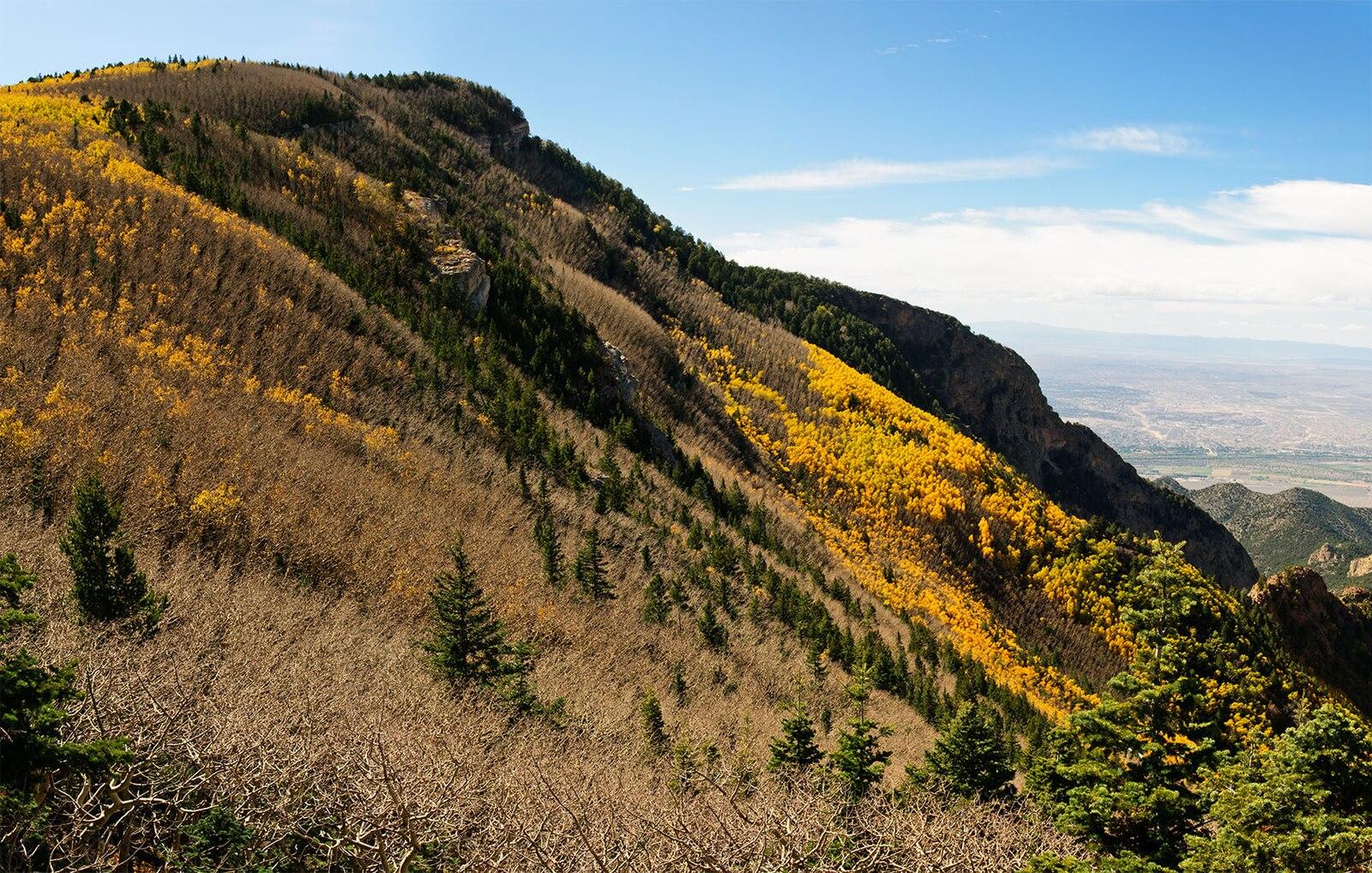Steep mountain covered in golden autumn trees and evergreens under a blue sky.