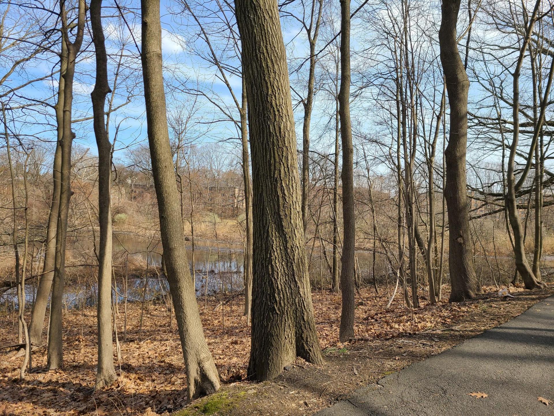 Bare trees line a paved path, with a pond visible in the background.