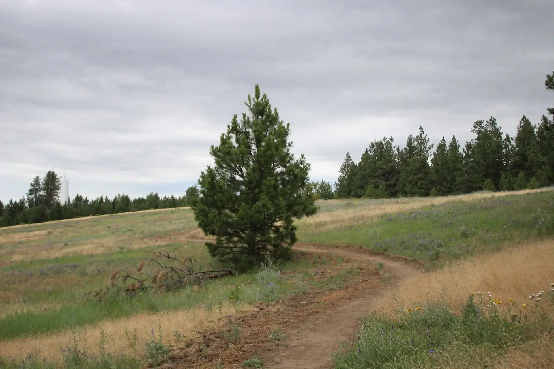 Winding dirt path through a grassy field with a lone pine tree, overcast sky.