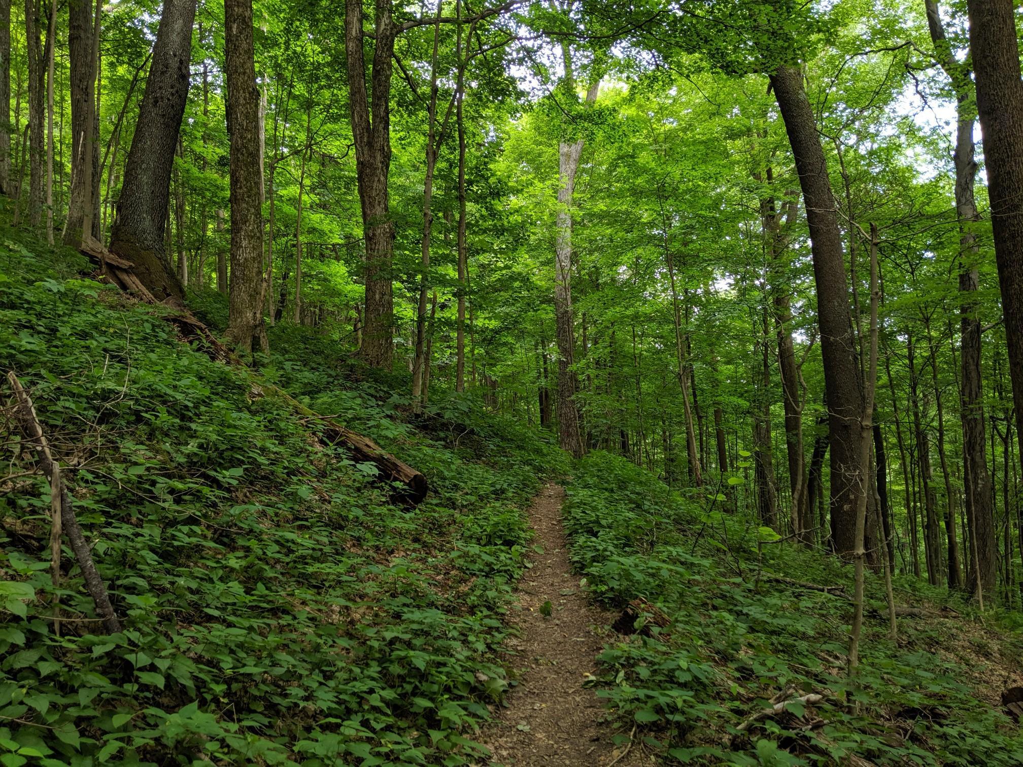 A lush green forest path winding uphill through dense undergrowth.