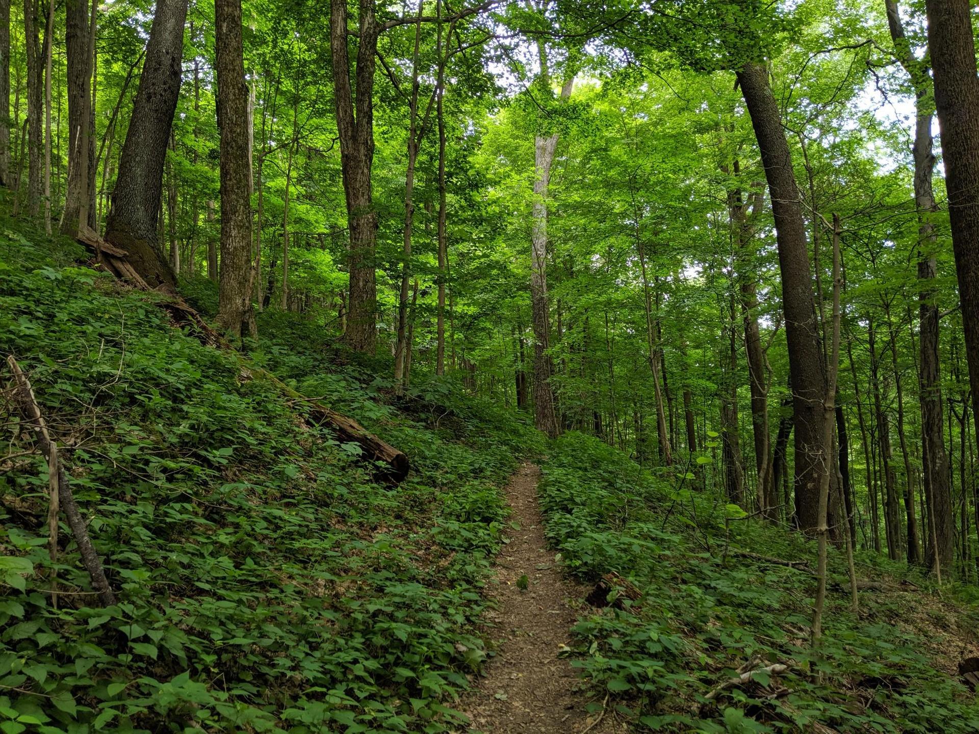 A lush green forest path winding uphill through dense undergrowth.