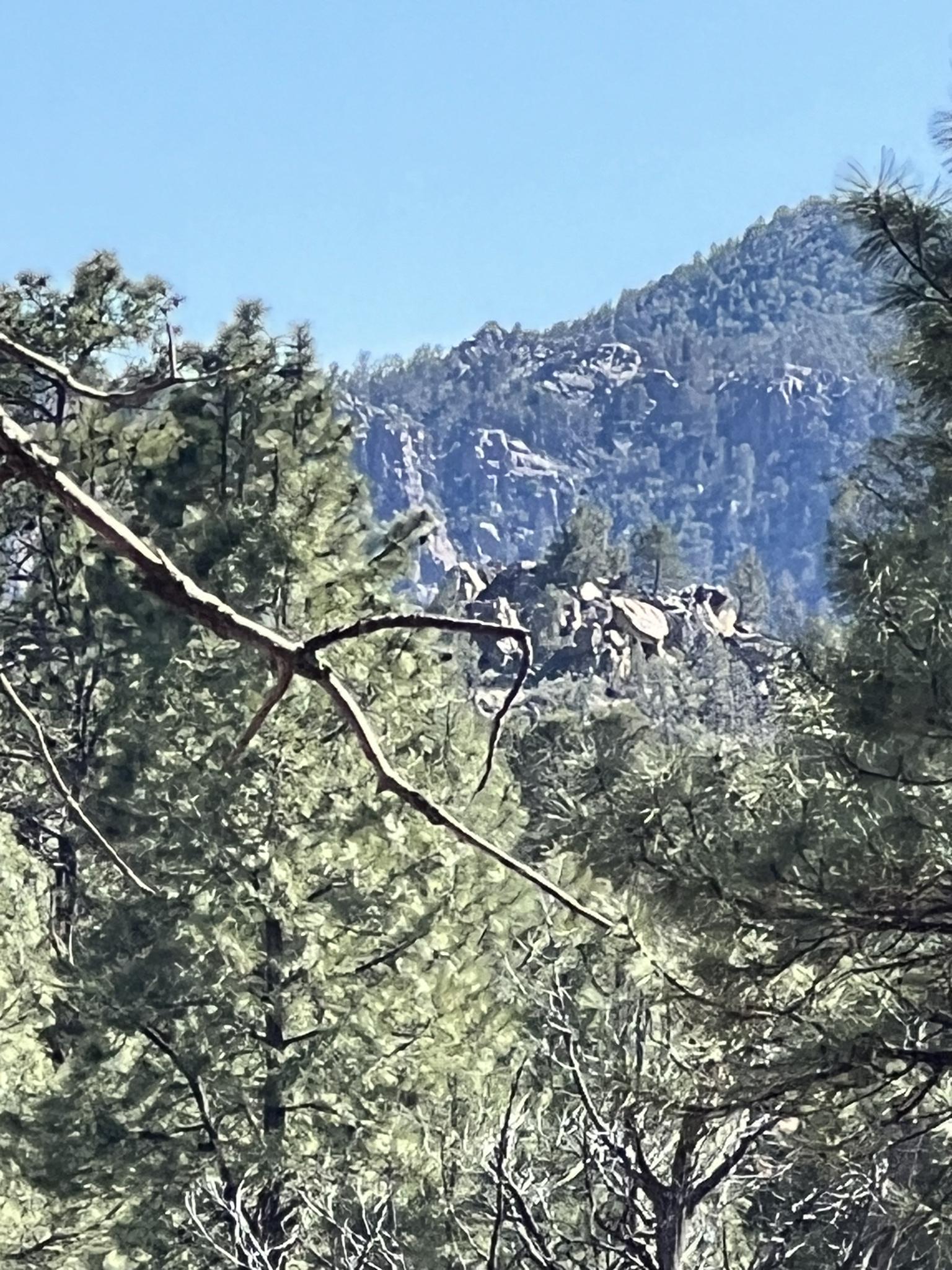 Distant rocky mountains visible through dense pine forest on a clear day.