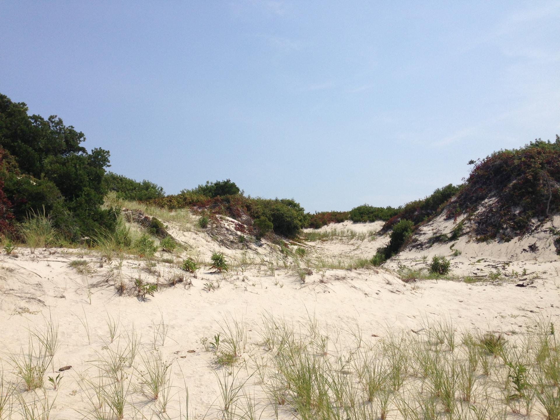 Bright sand dunes with sparse green vegetation under a clear blue sky.
