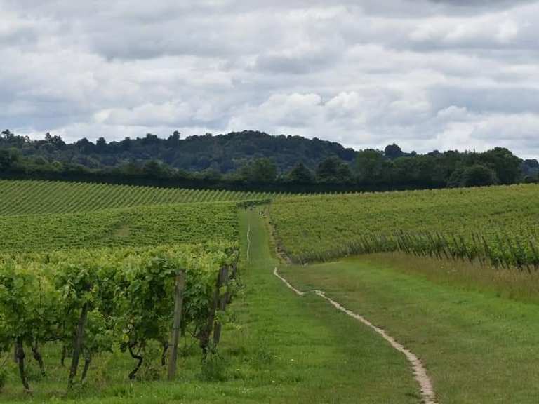 Denbies Wine Estate – Cycling Routes & How to Get There | Komoot