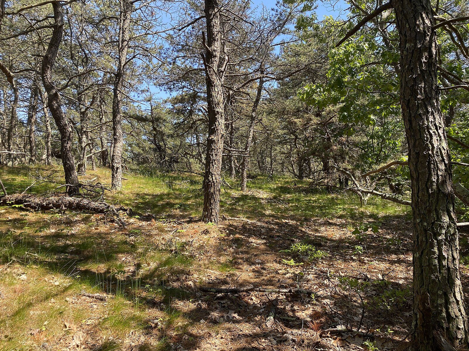 Sunny forest with tall trees and dappled light on the grassy ground. - Paumanok Path Loop in Hither Hills