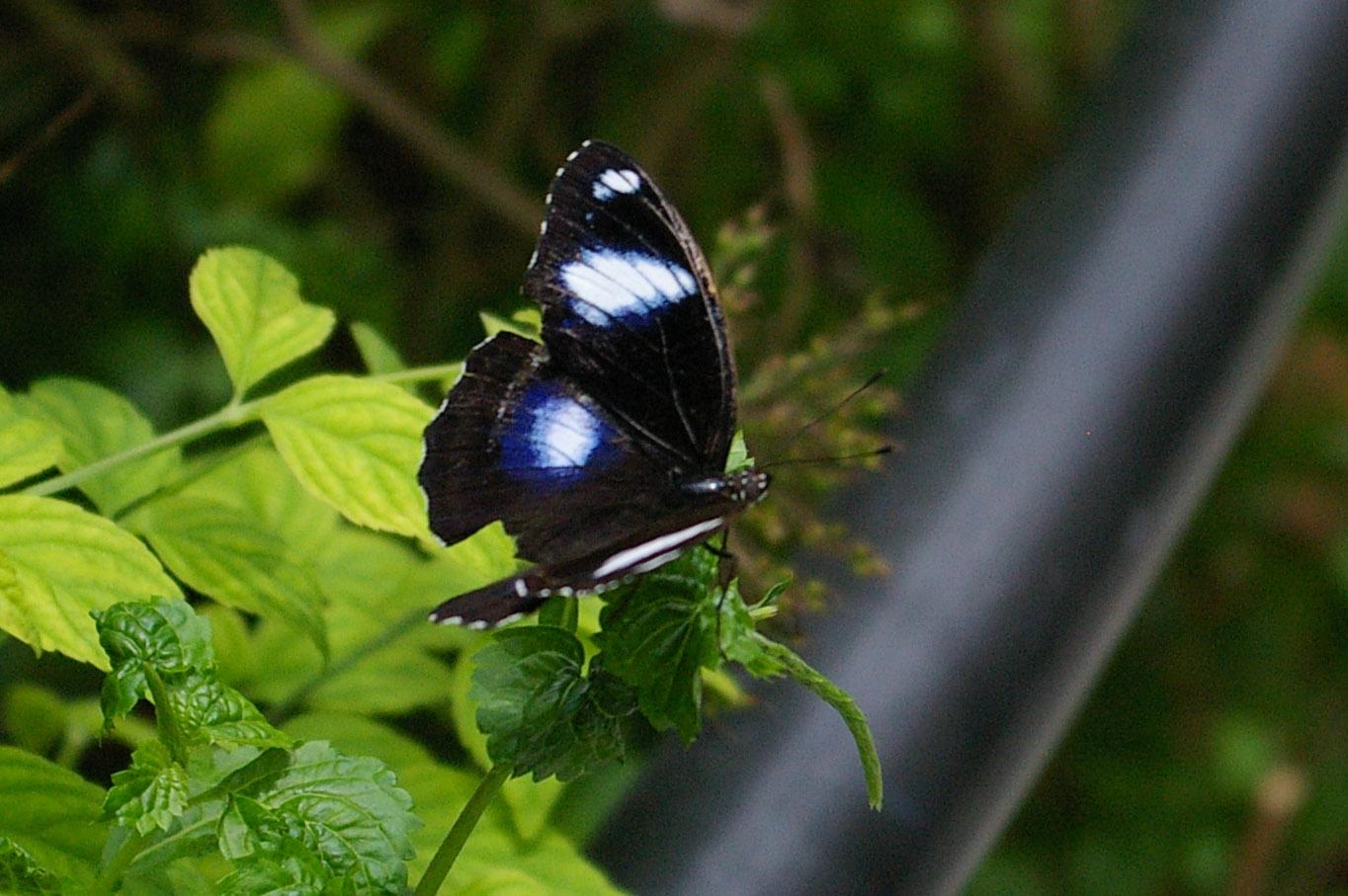 A black butterfly with blue and white spots rests on green leaves.