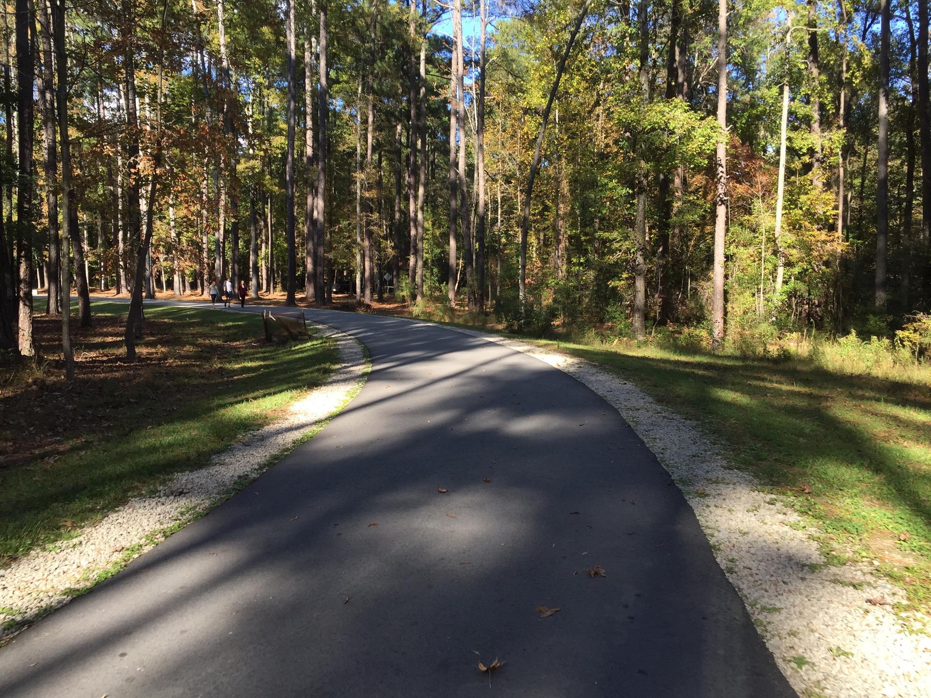 A paved path winds through a sunlit forest with tall trees and dappled shadows.