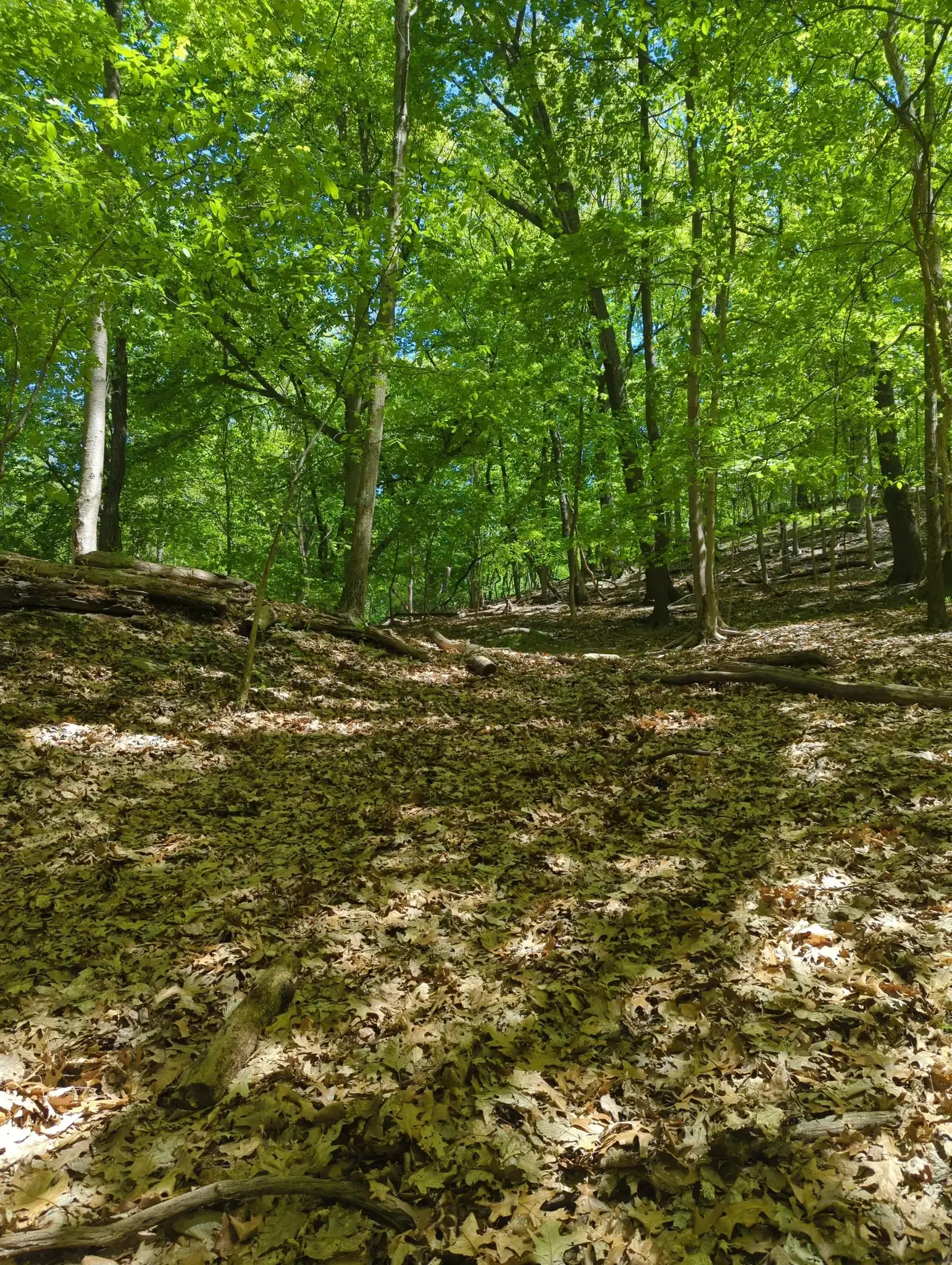 Forest floor covered in brown leaves with dappled sunlight filtering through green trees.