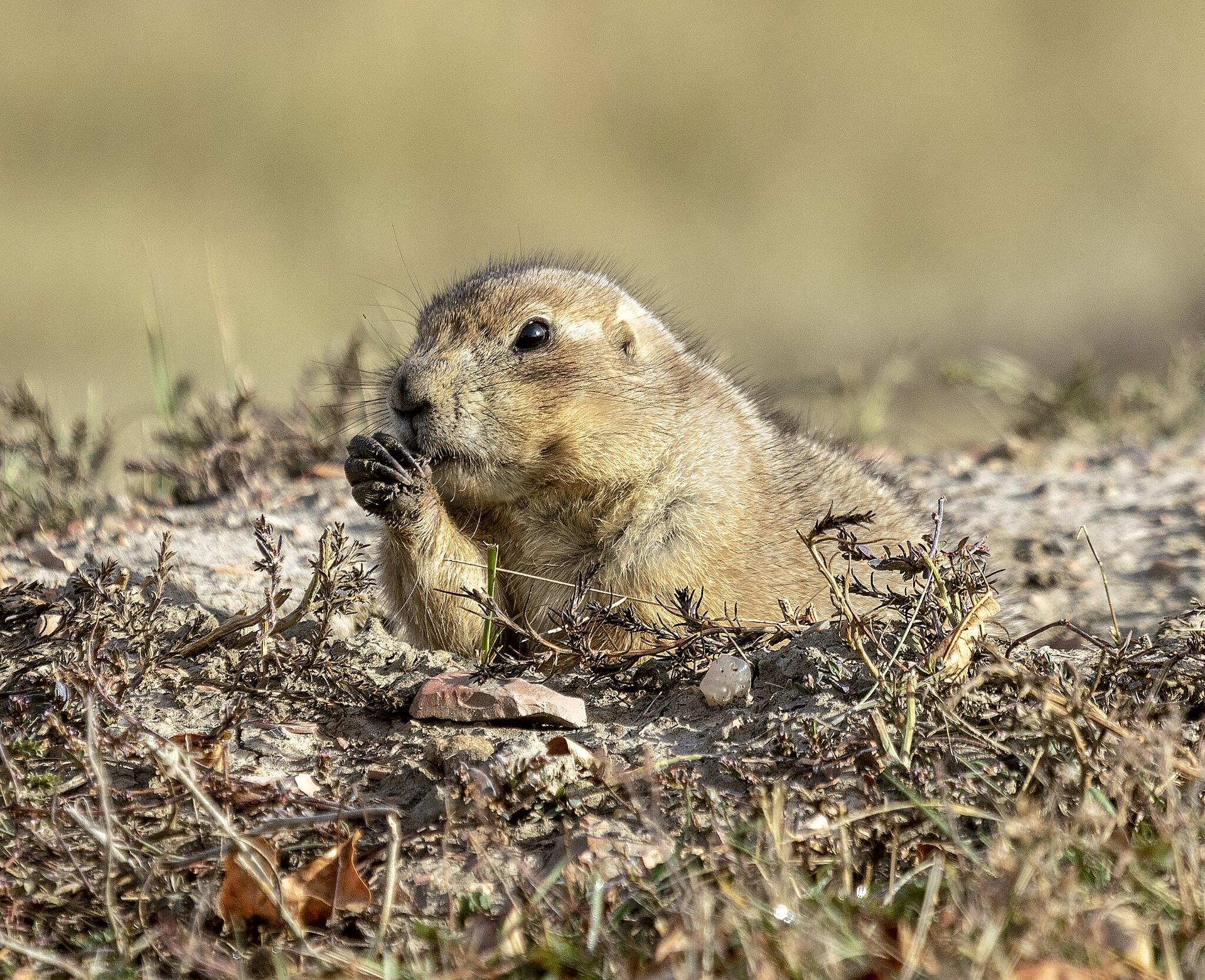 A small prairie dog eats grass on dry ground in bright sunlight.