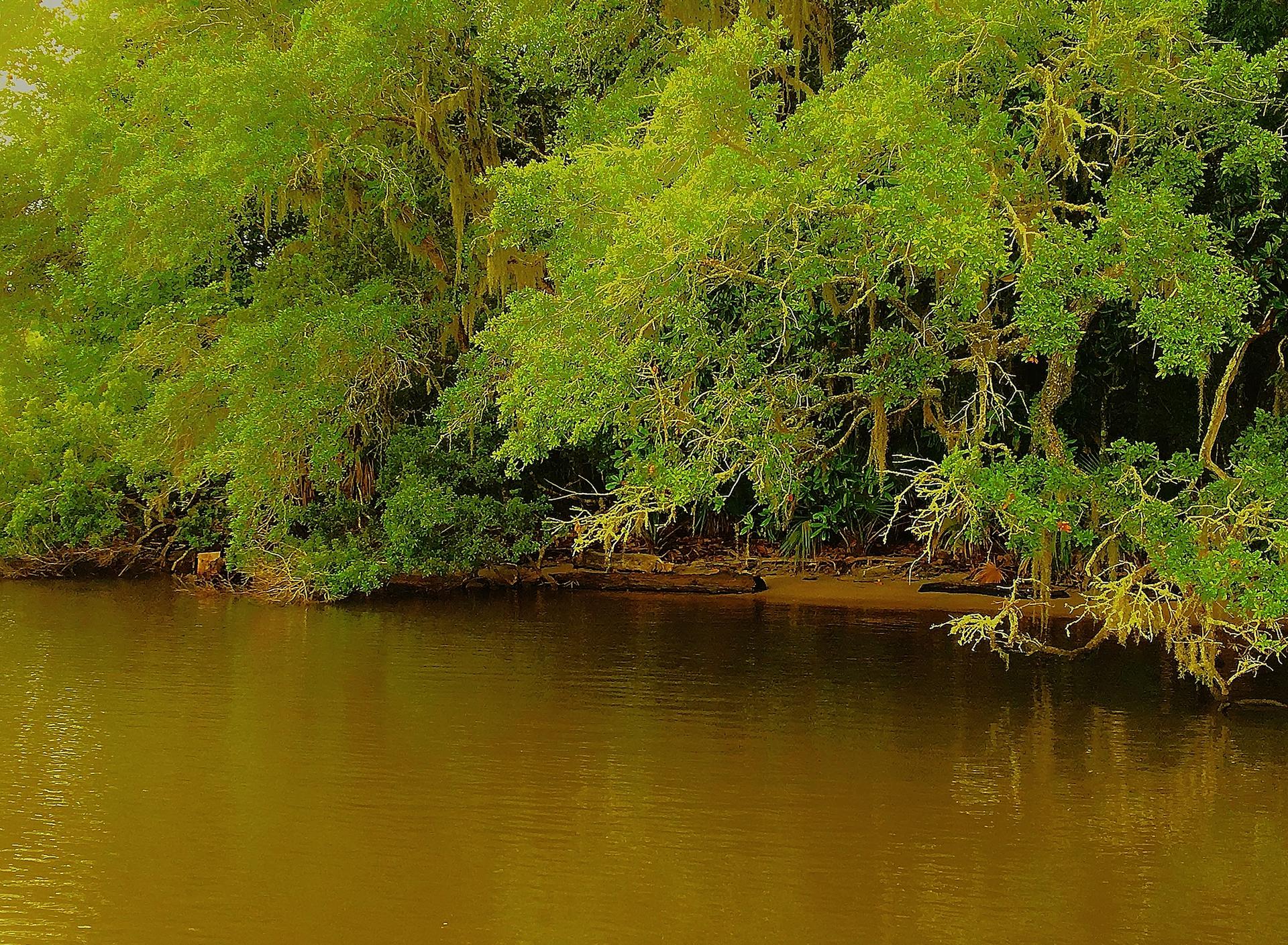 Calm, dark river flowing past a dense forest with mossy trees.