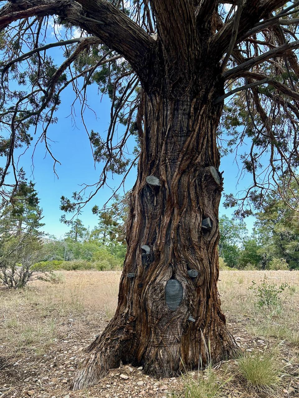 Close-up of a large, gnarled tree trunk with a sunny, wooded background.
