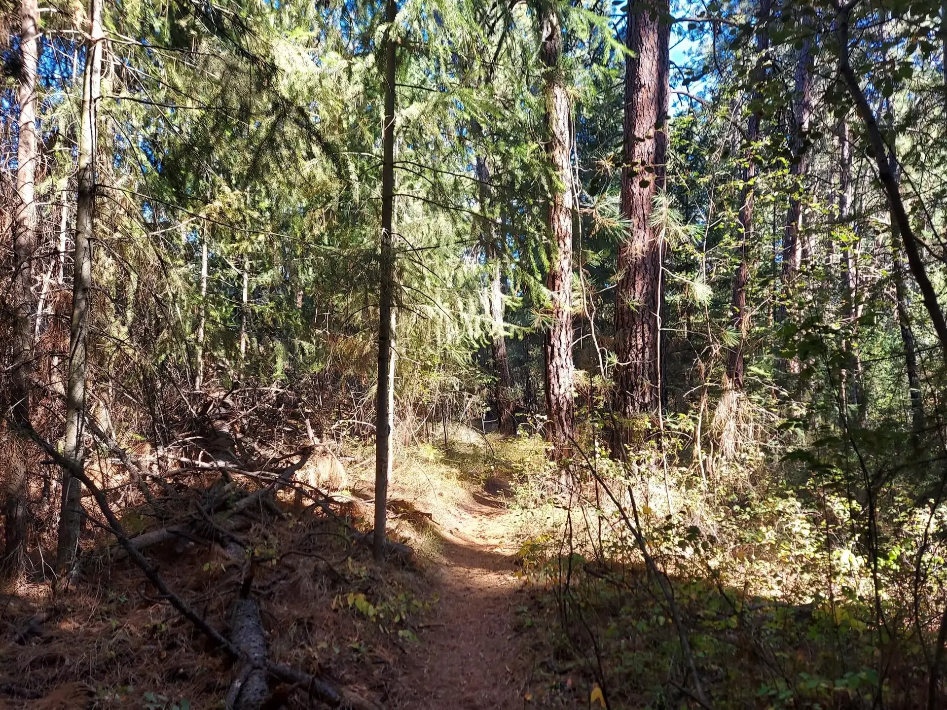 A narrow dirt path winding through a dense forest with dappled sunlight.