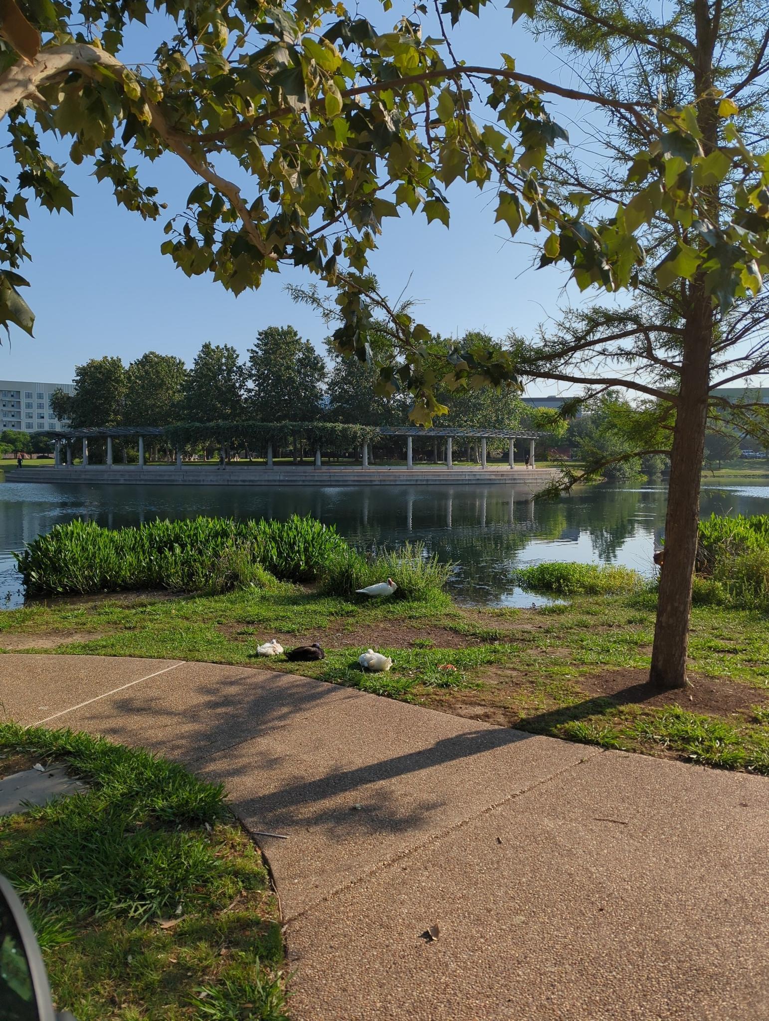 A paved path by a pond with ducks, shaded by trees on a sunny day.