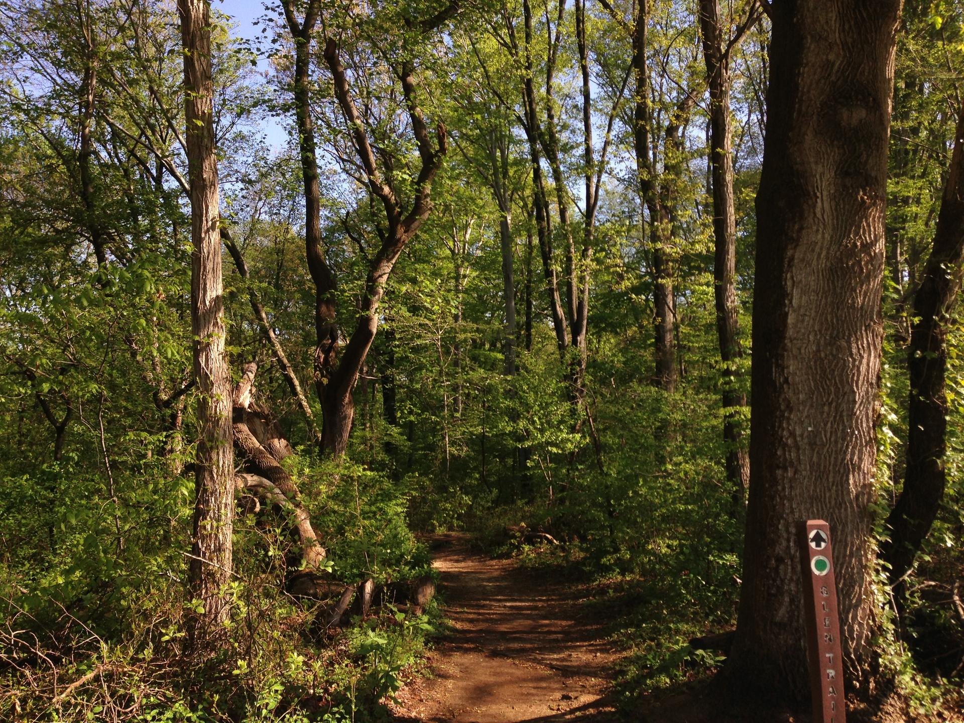 Sunlit dirt path through a dense green forest with a trail marker.