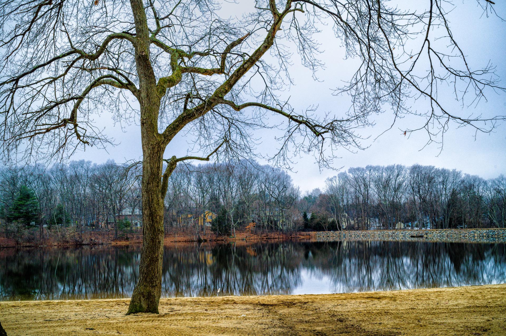 Bare tree by a calm lake reflecting winter trees under a cloudy sky.