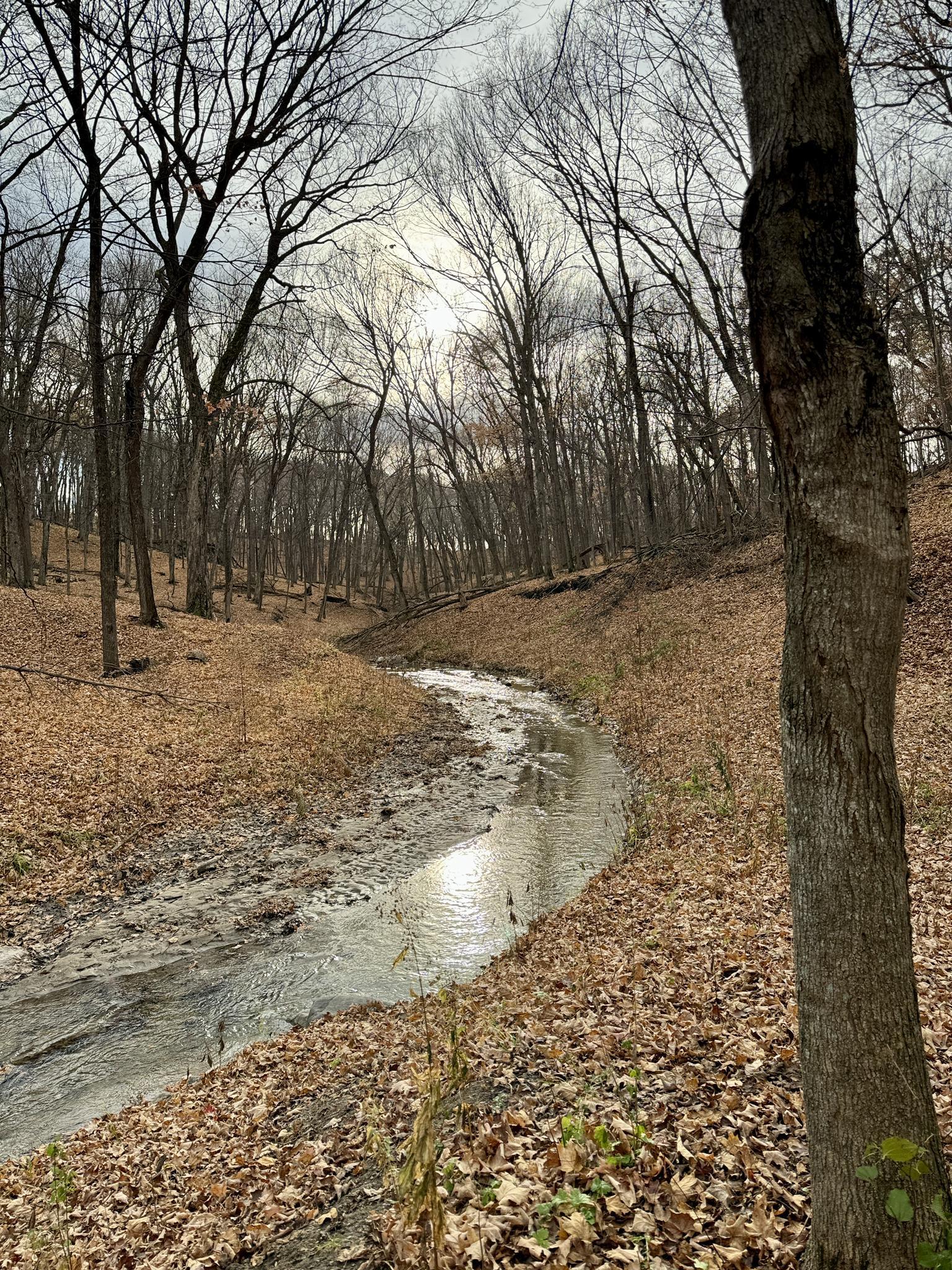 Winding stream through a forest with bare trees and fallen leaves. Overcast light.