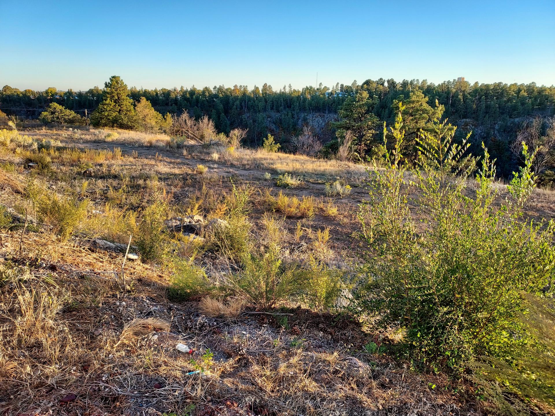 A sunlit, dry grassy field with green bushes and a dense forest under a clear sky.