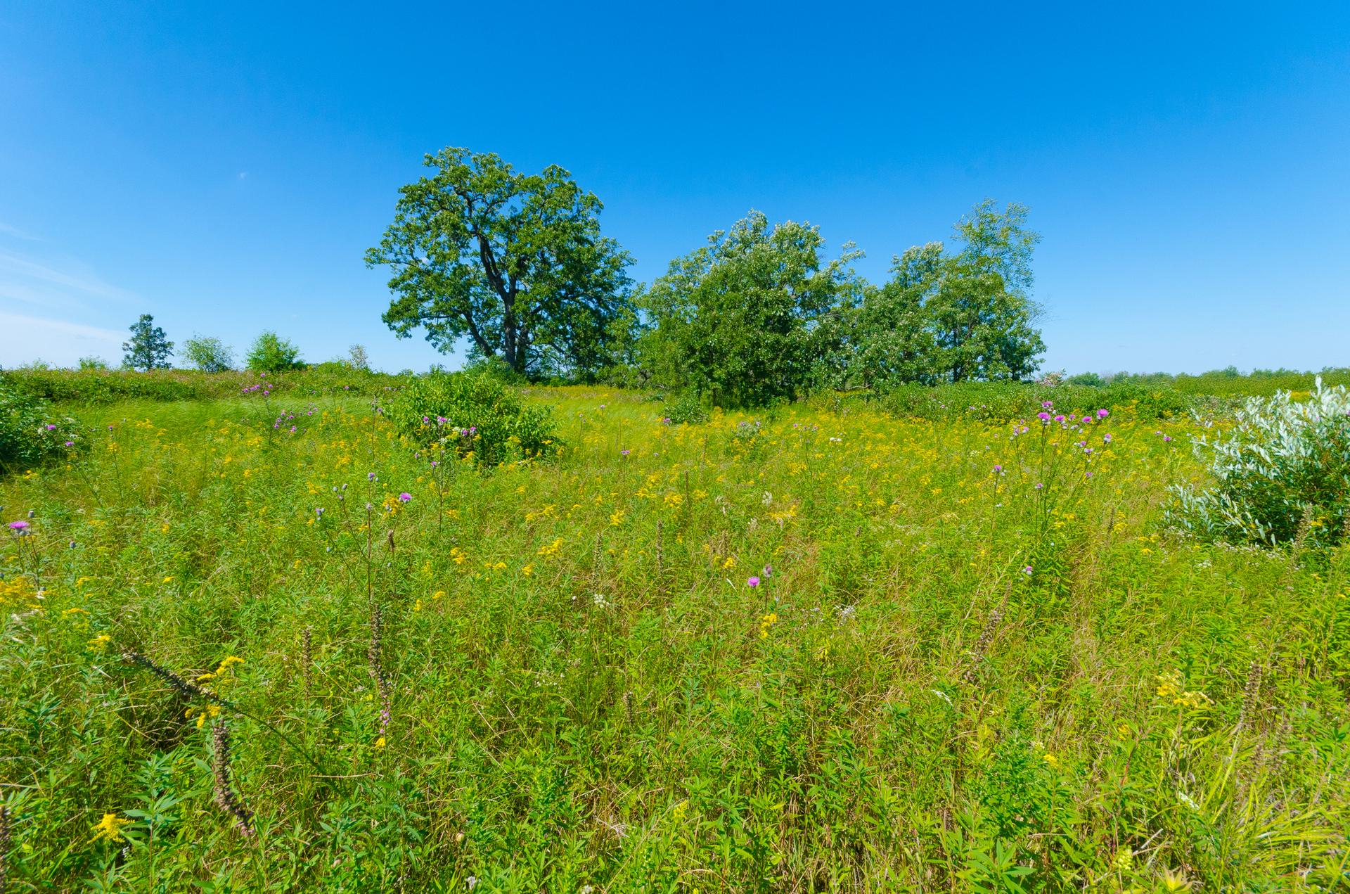 A vibrant green field with wildflowers and scattered trees under a clear blue sky.