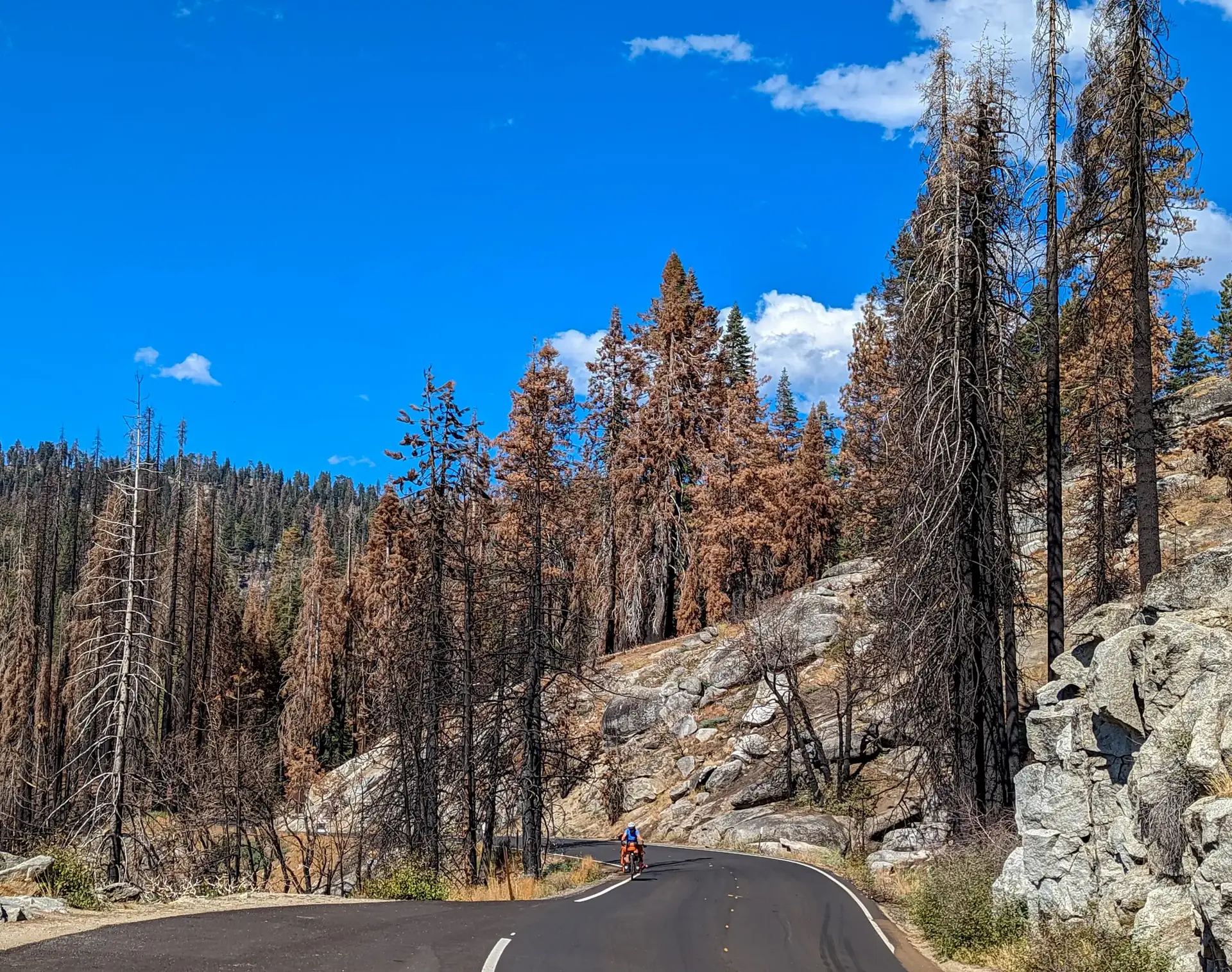 A person cycles on a winding road through a forest of dead trees.