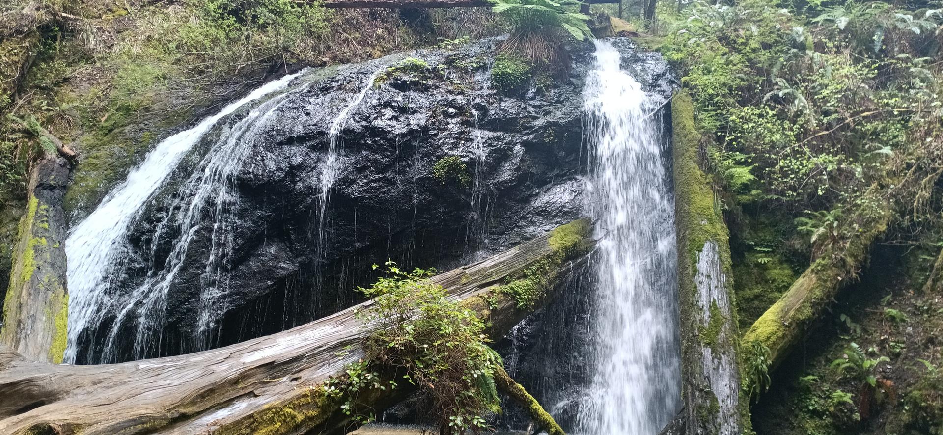 Waterfall cascades over dark rocks and fallen logs in a lush green forest.